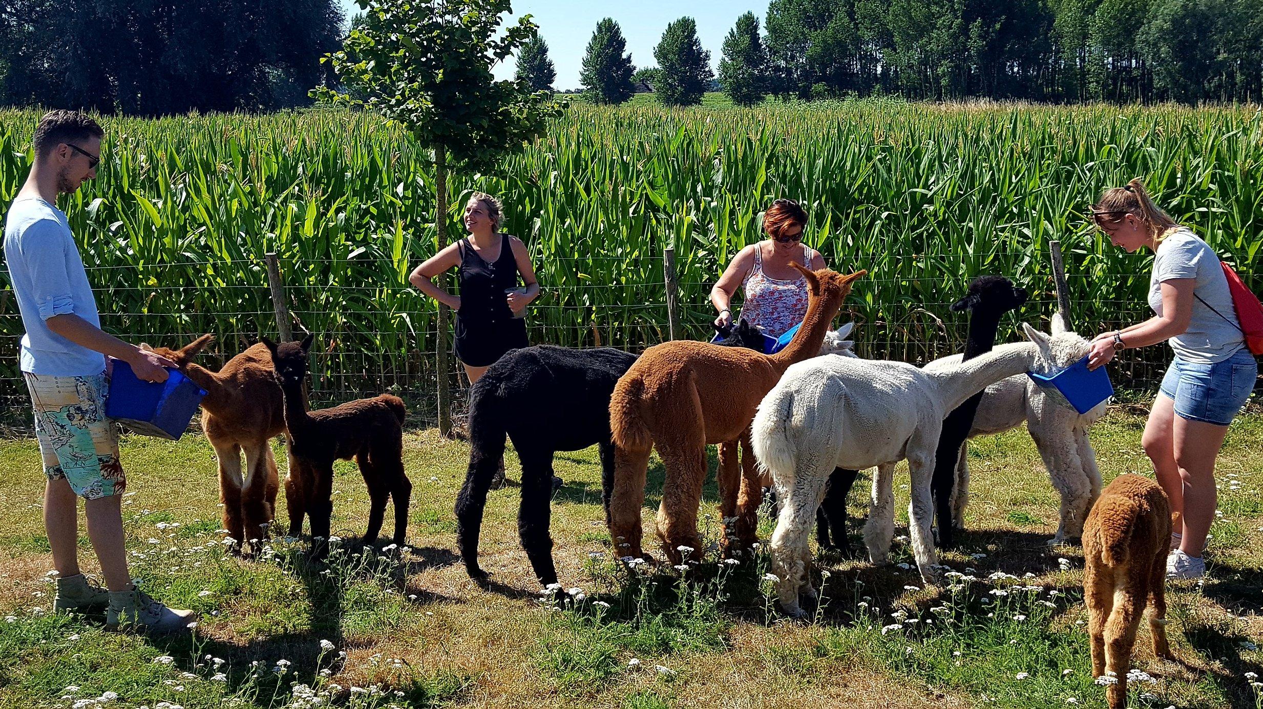 Alpaca farm River Forelands