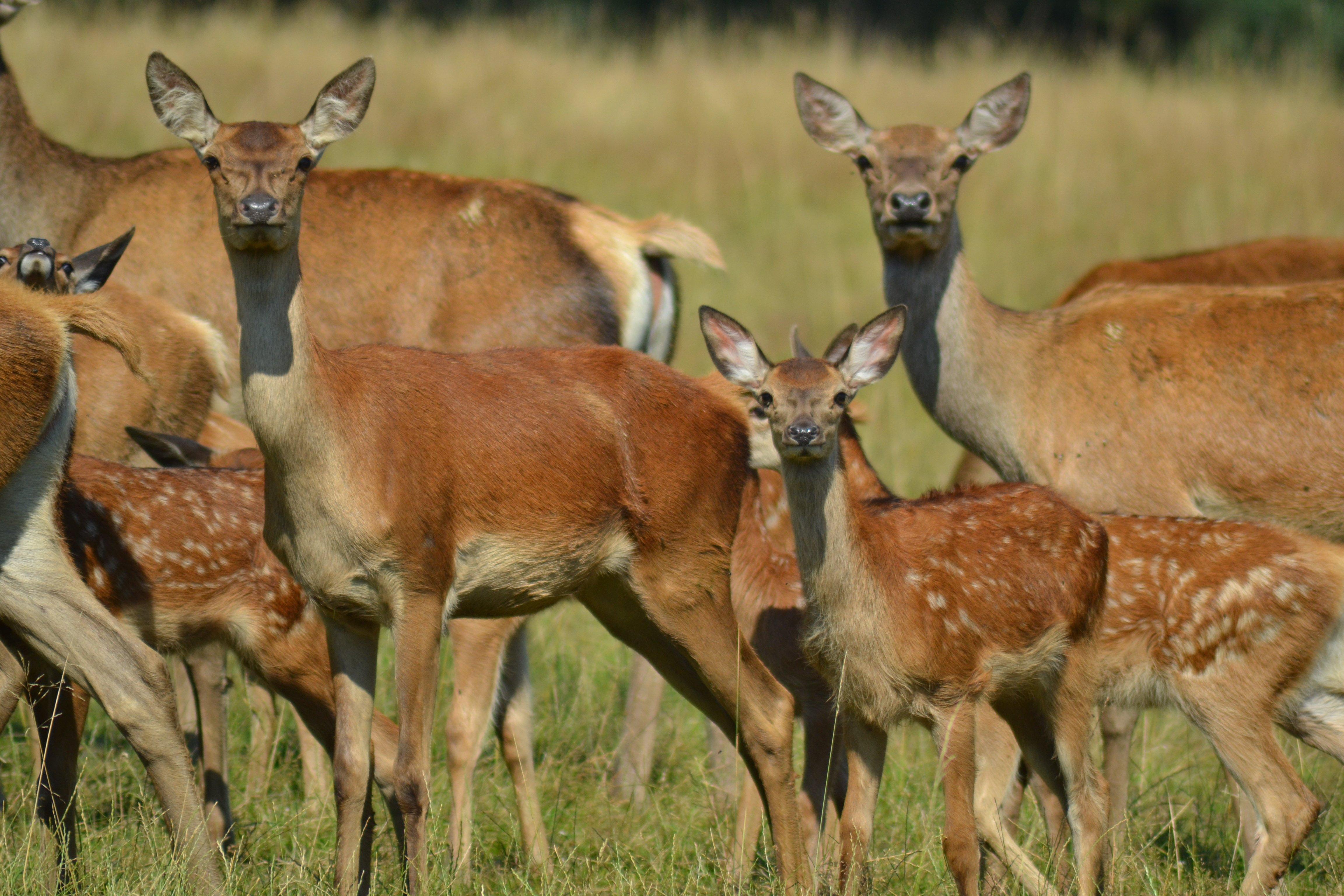 La Ferme Aux Cerfs et Aux Sangliers