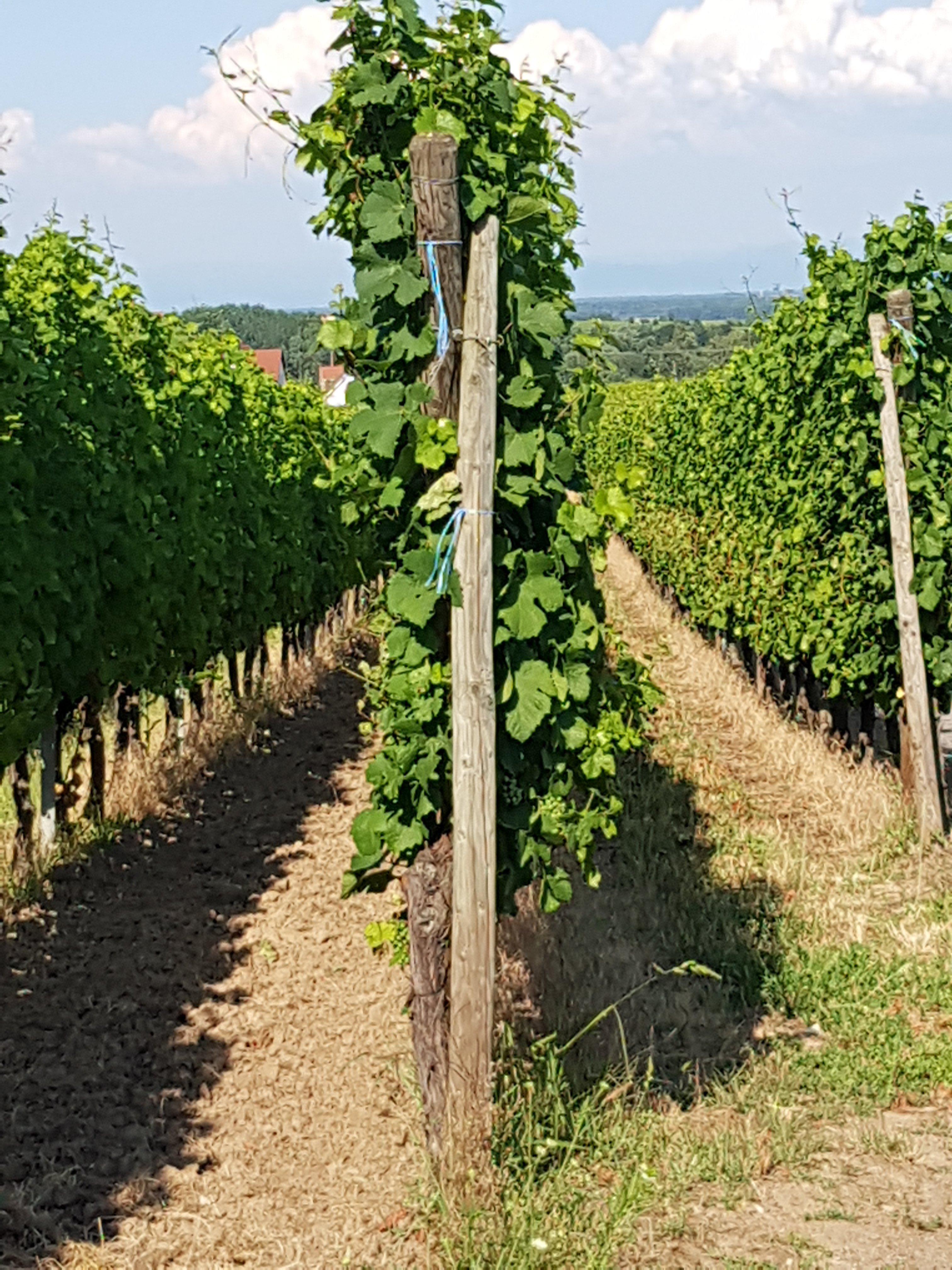 Domaine Jérôme Meyer