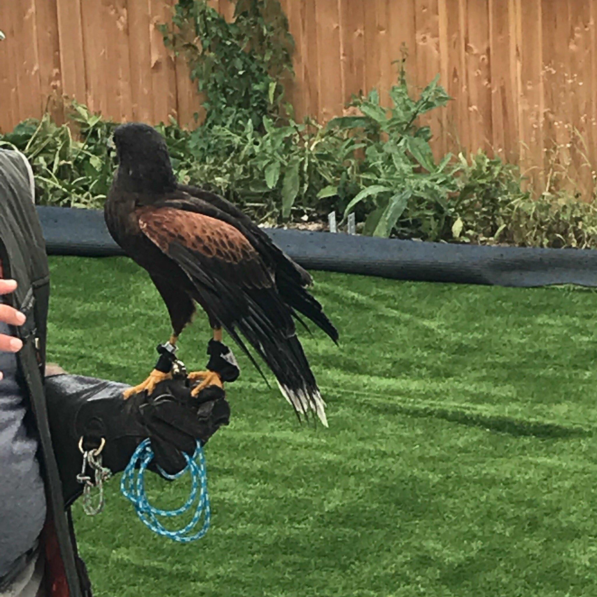 Greifvogel-und Eulenpark