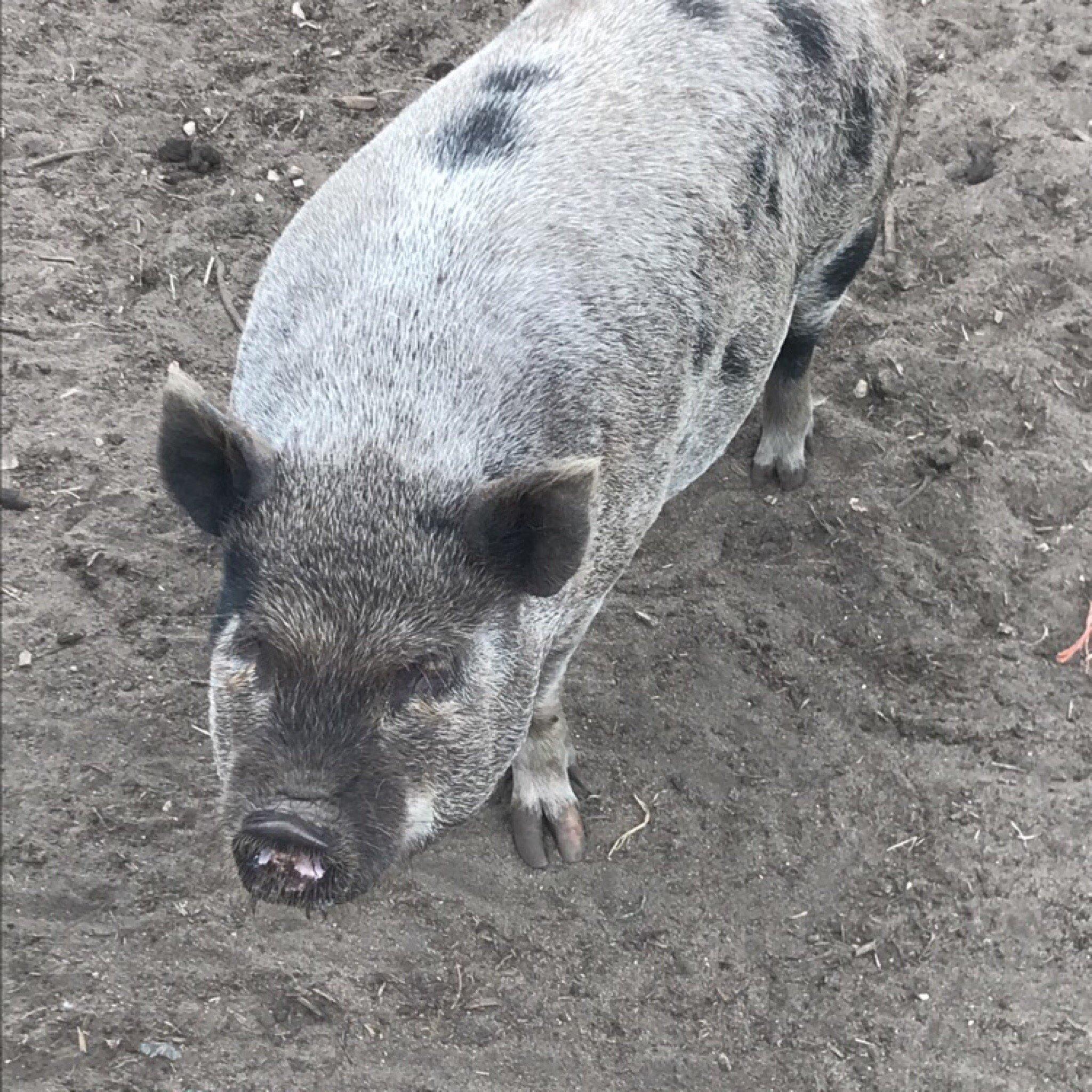 Bankend Tearooms and Gift shop