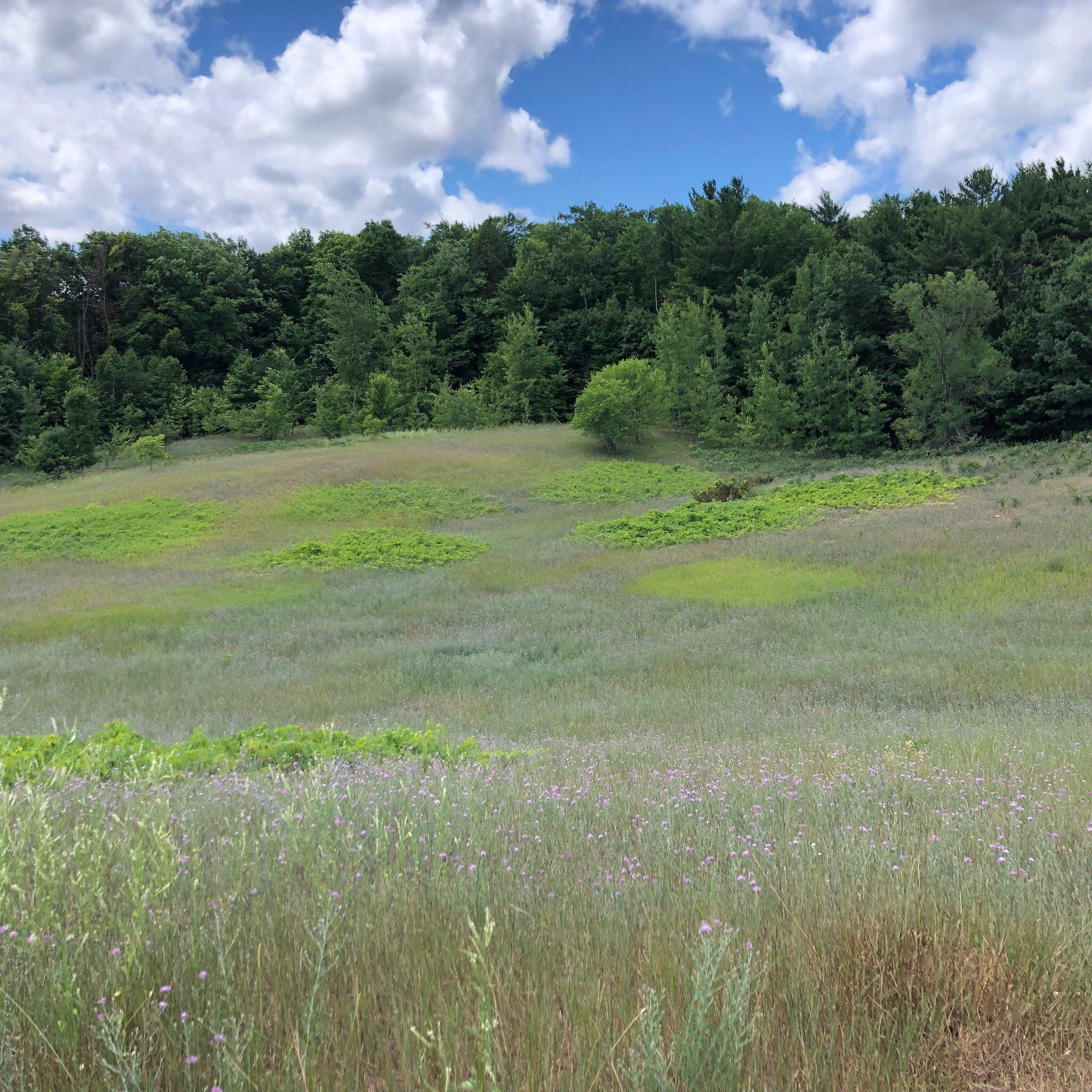 Pelizzari Natural Area