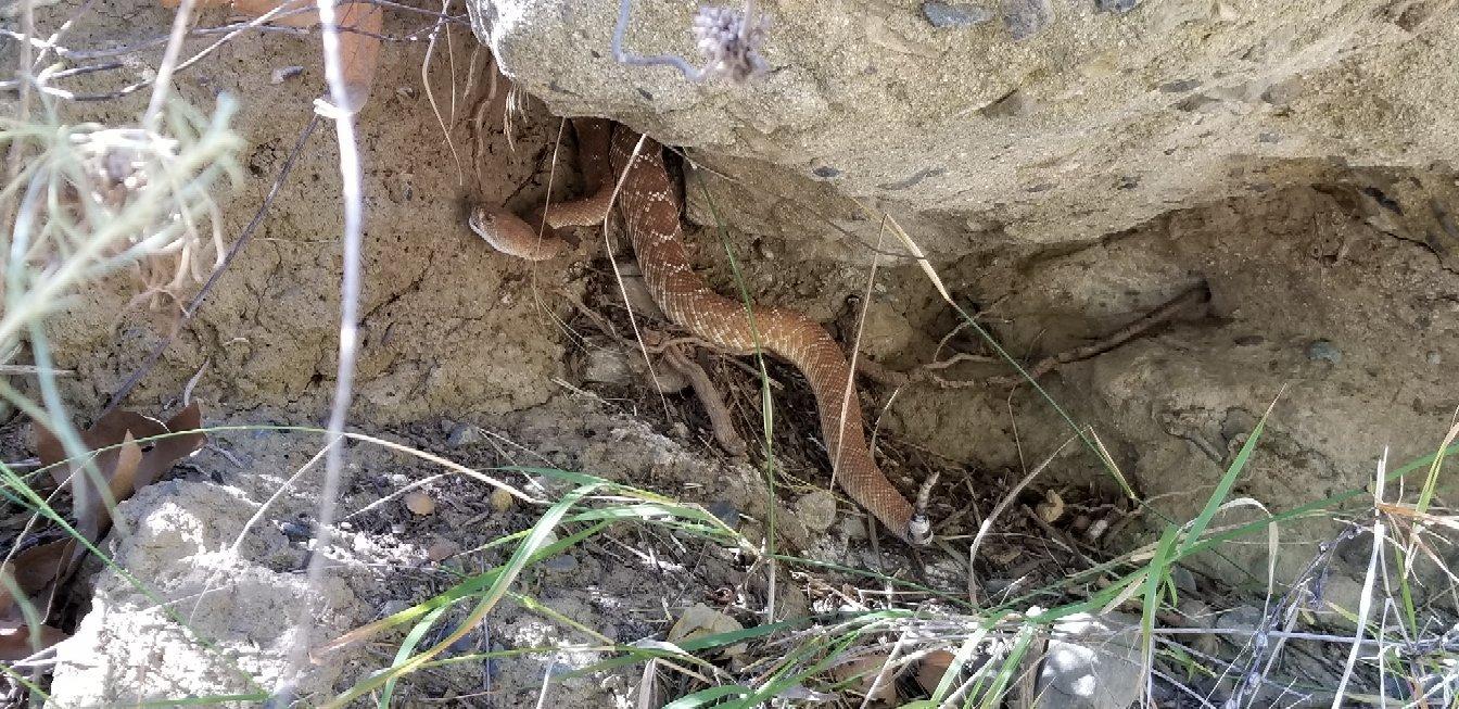Black Star Canyon Trail