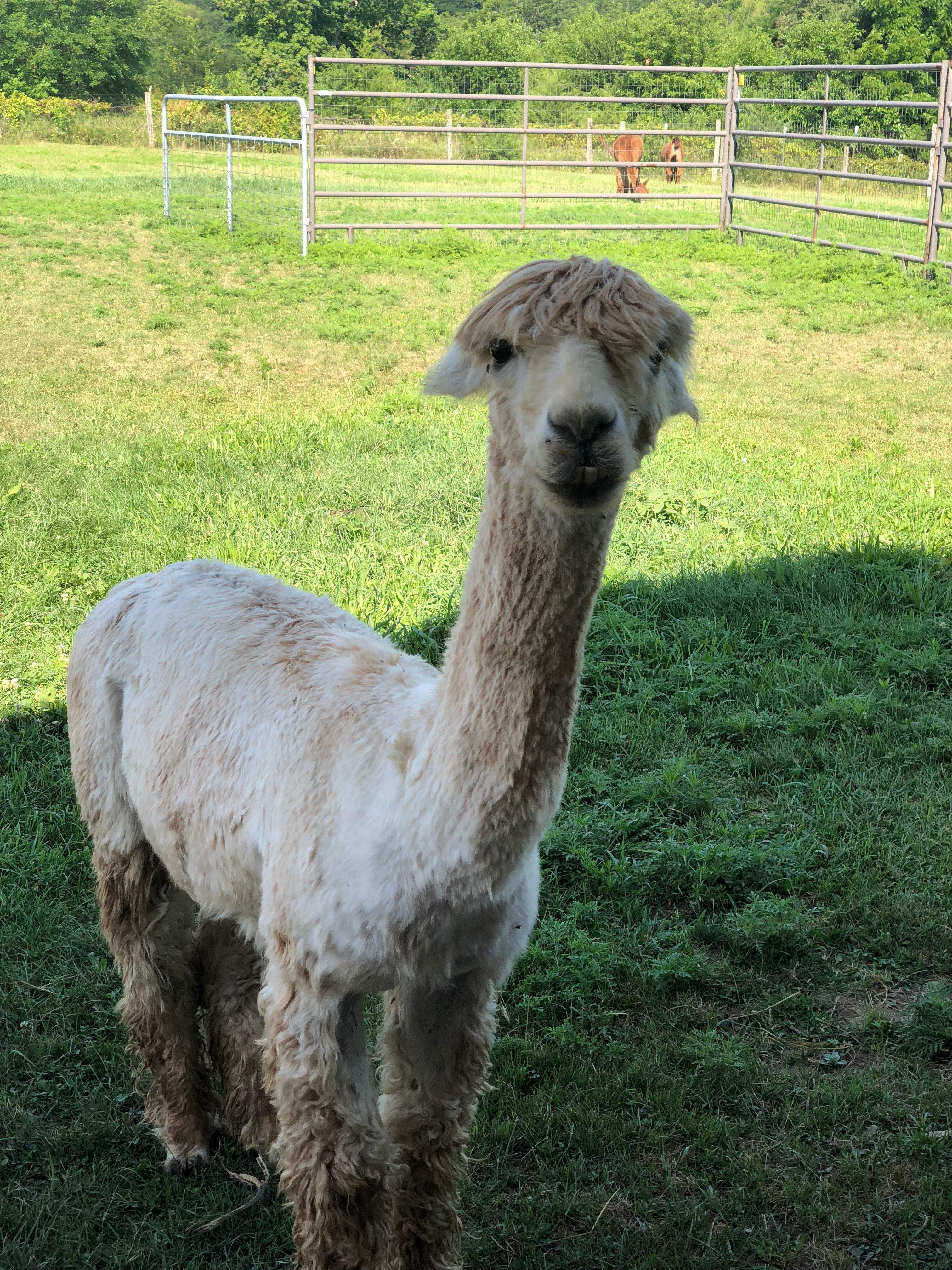 Heartland Criations Alpacas