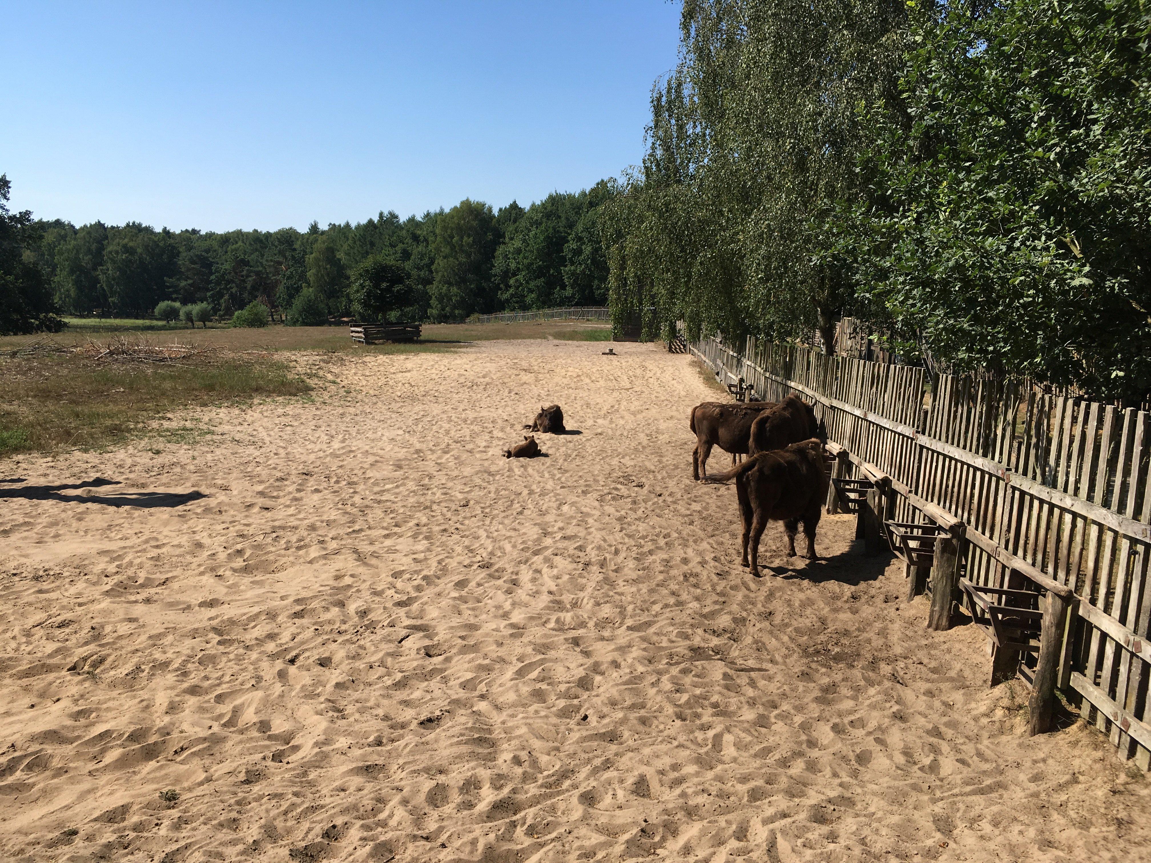 Wisentreservat Damerower Werder