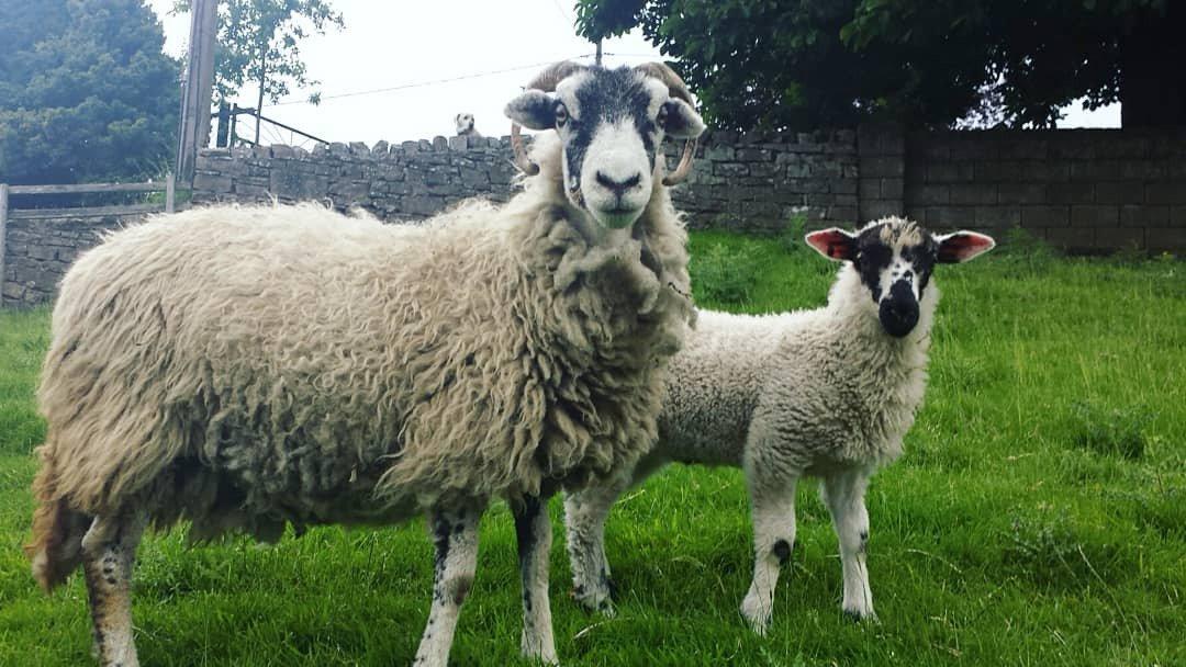 Hazel Brow Farm Visitor Centre