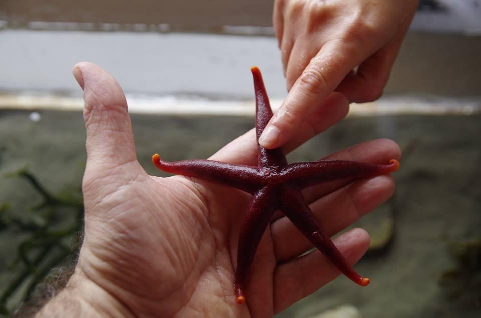 Back to the Sea Centre