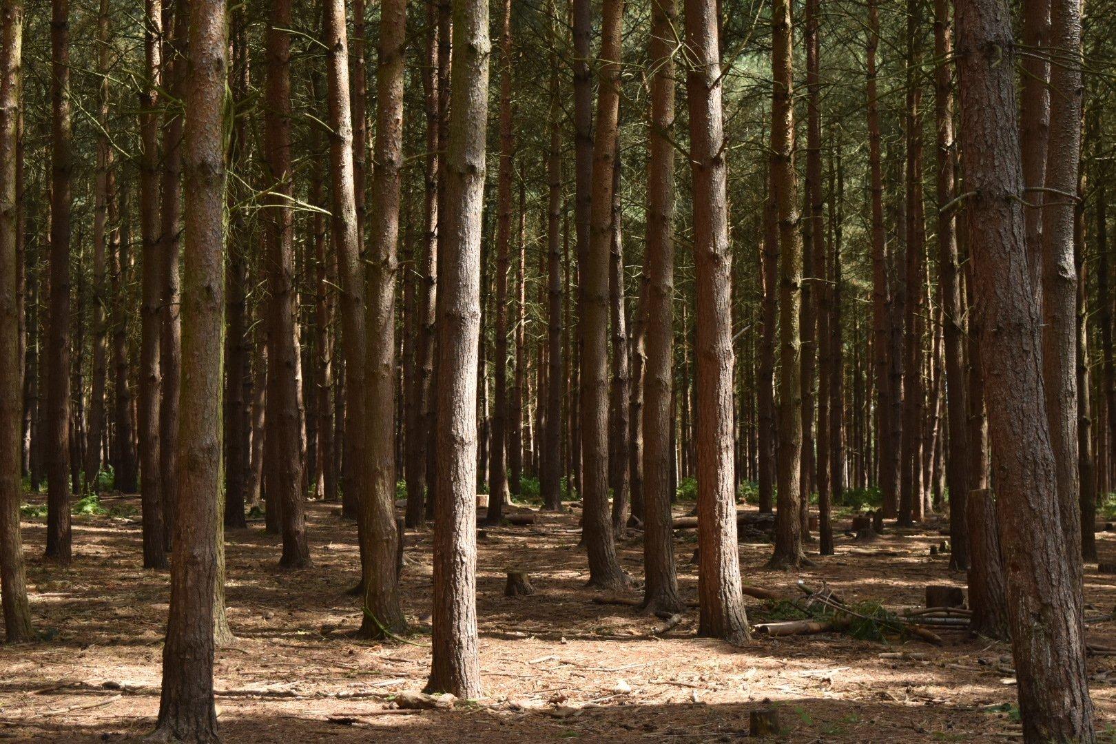 Cannock Chase Forest