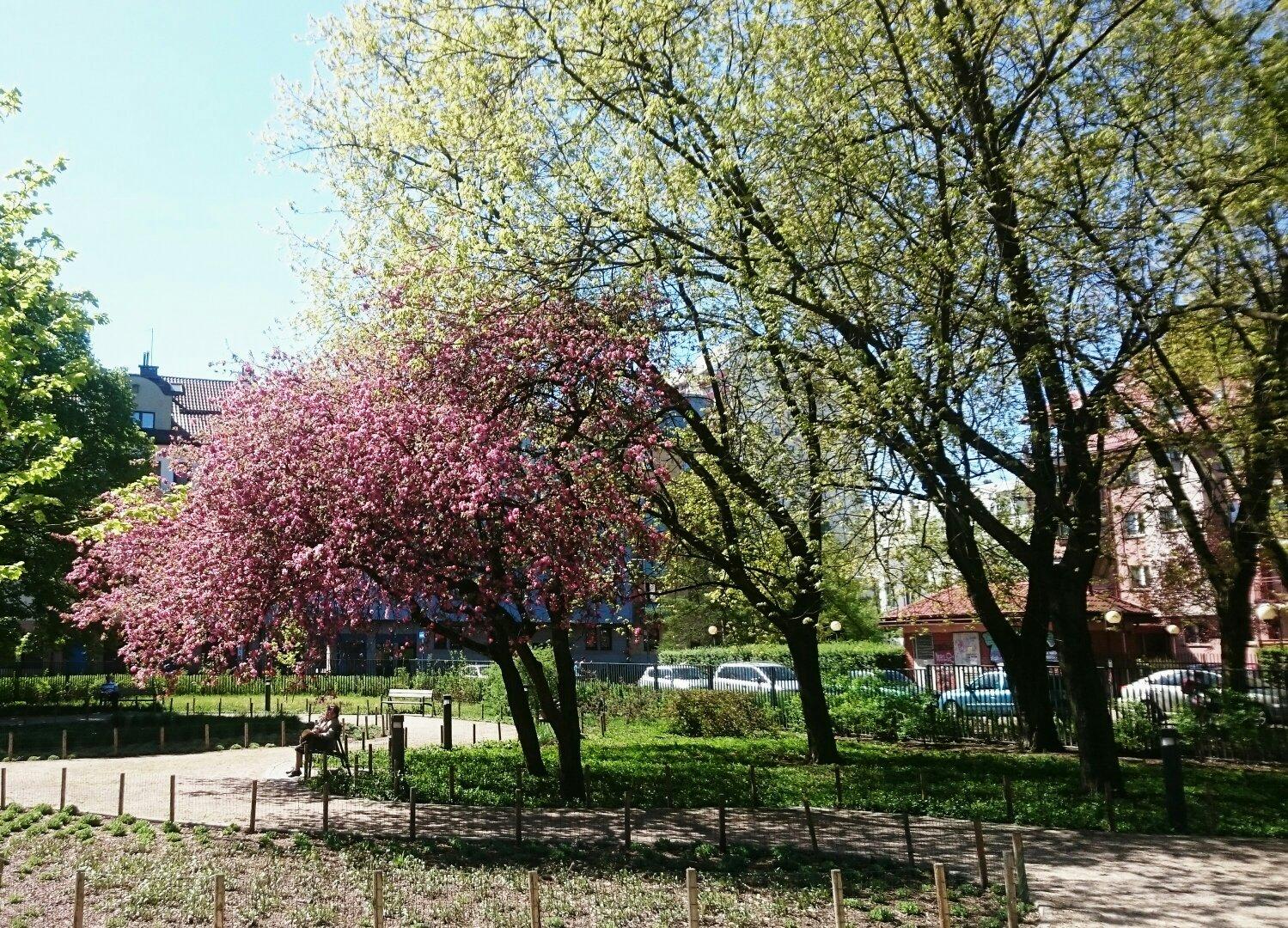 Park im. Józefa Polińskiego
