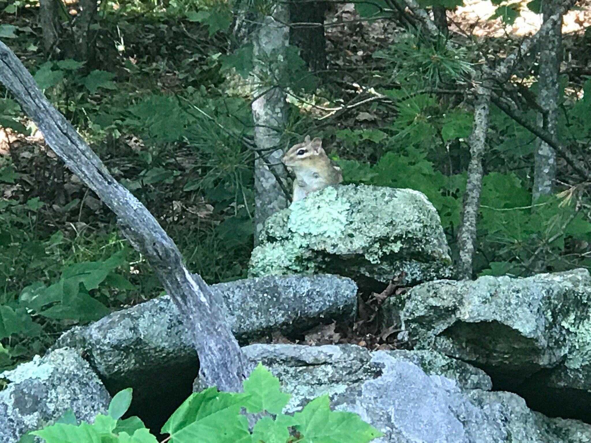 Mass Audubon Wachusett Meadow Wildlife Sanctuary
