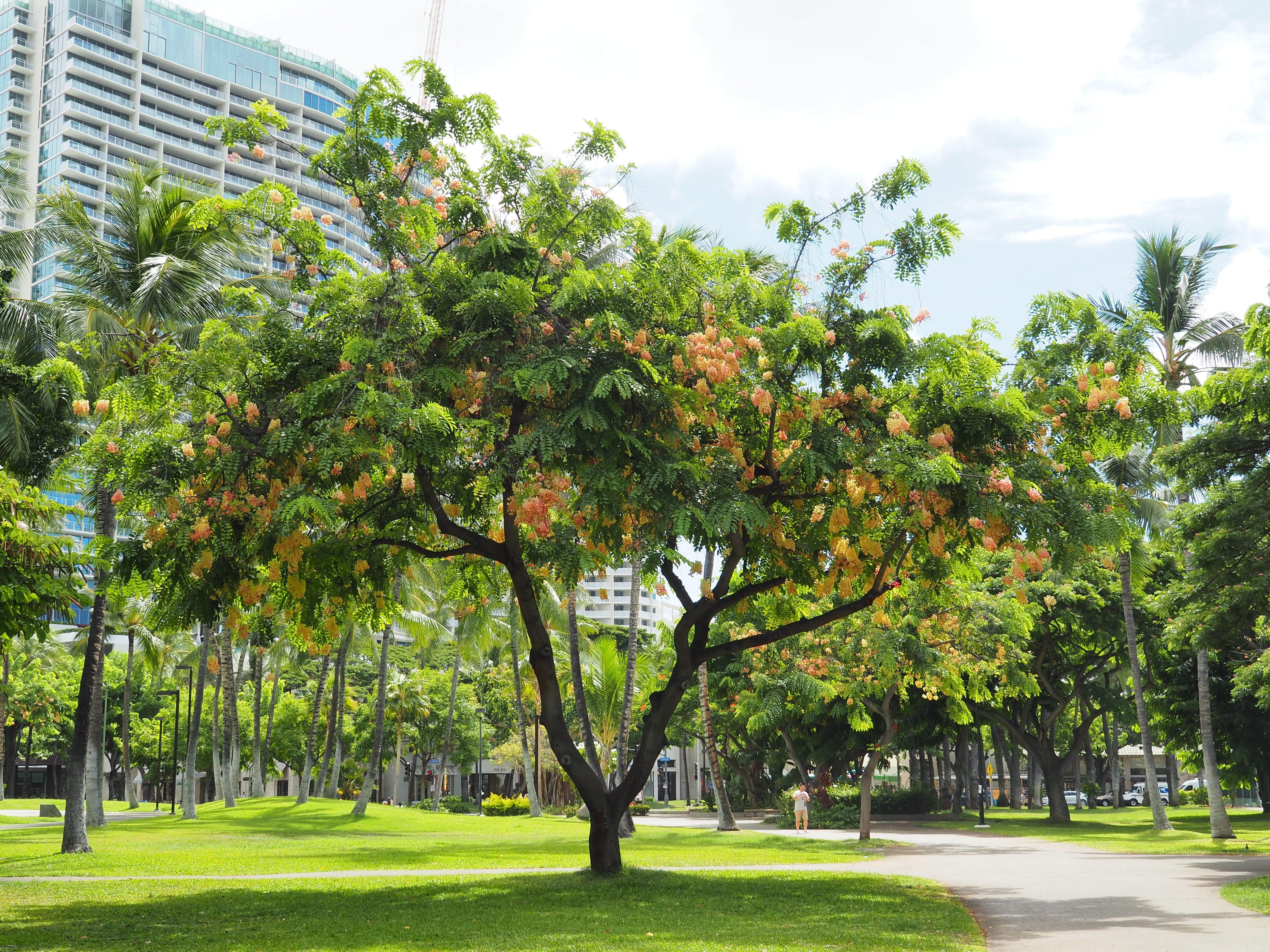 Waikiki Gateway Park