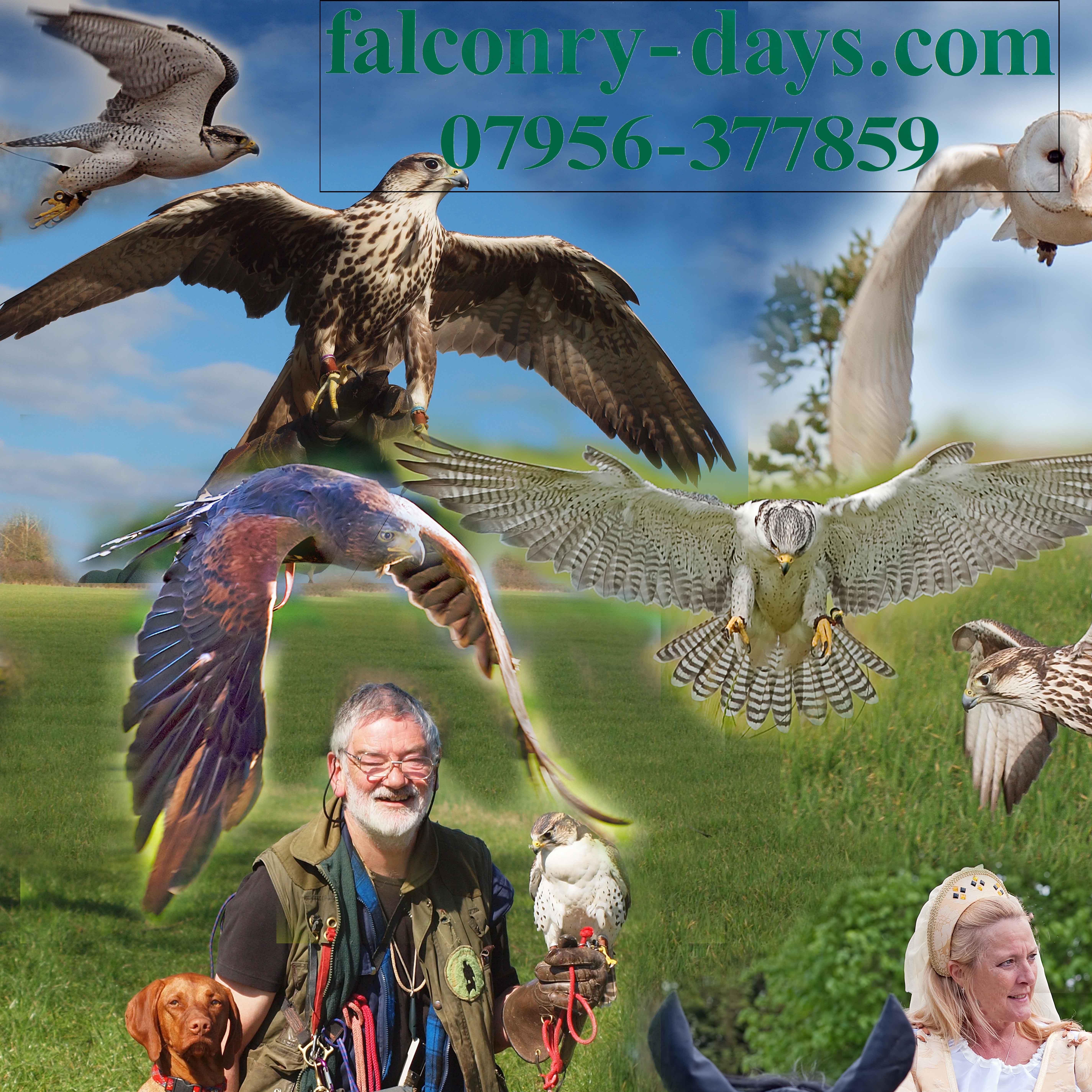 Falconry-Days