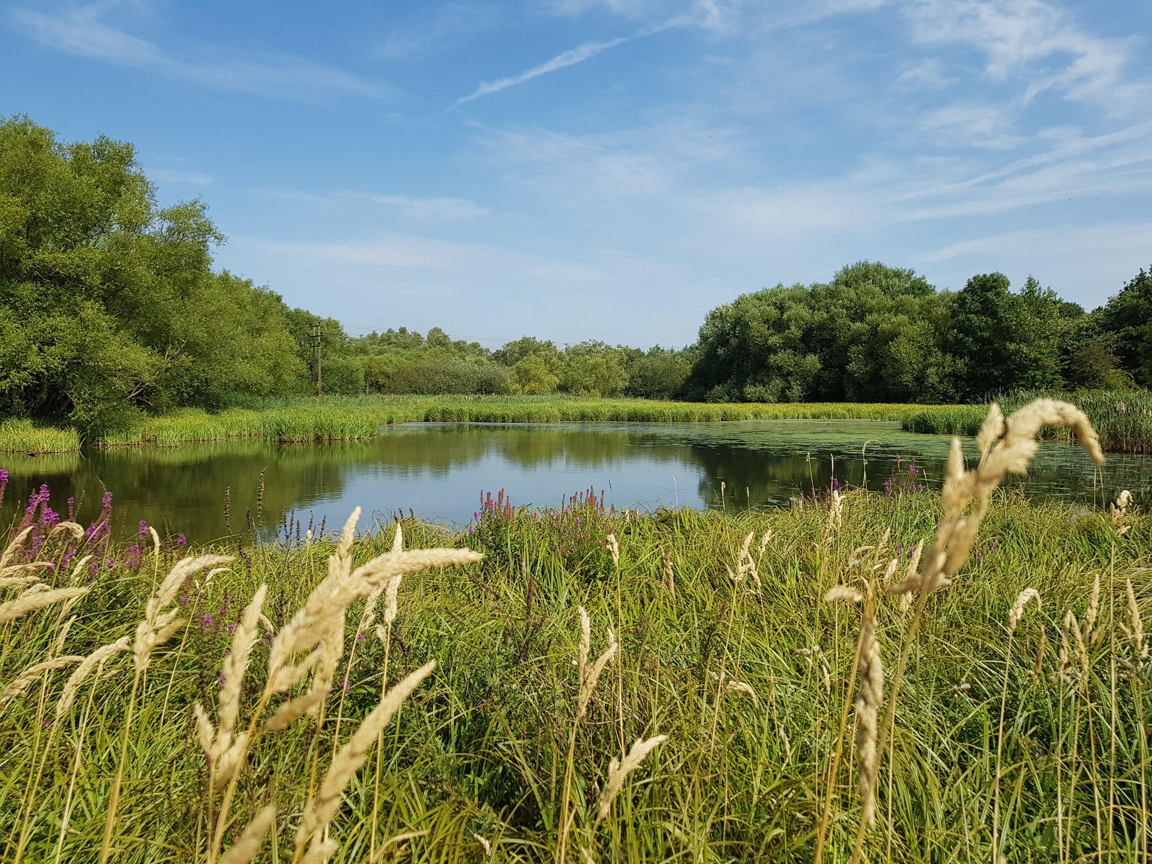 Pewit Carr Local Nature Reserve