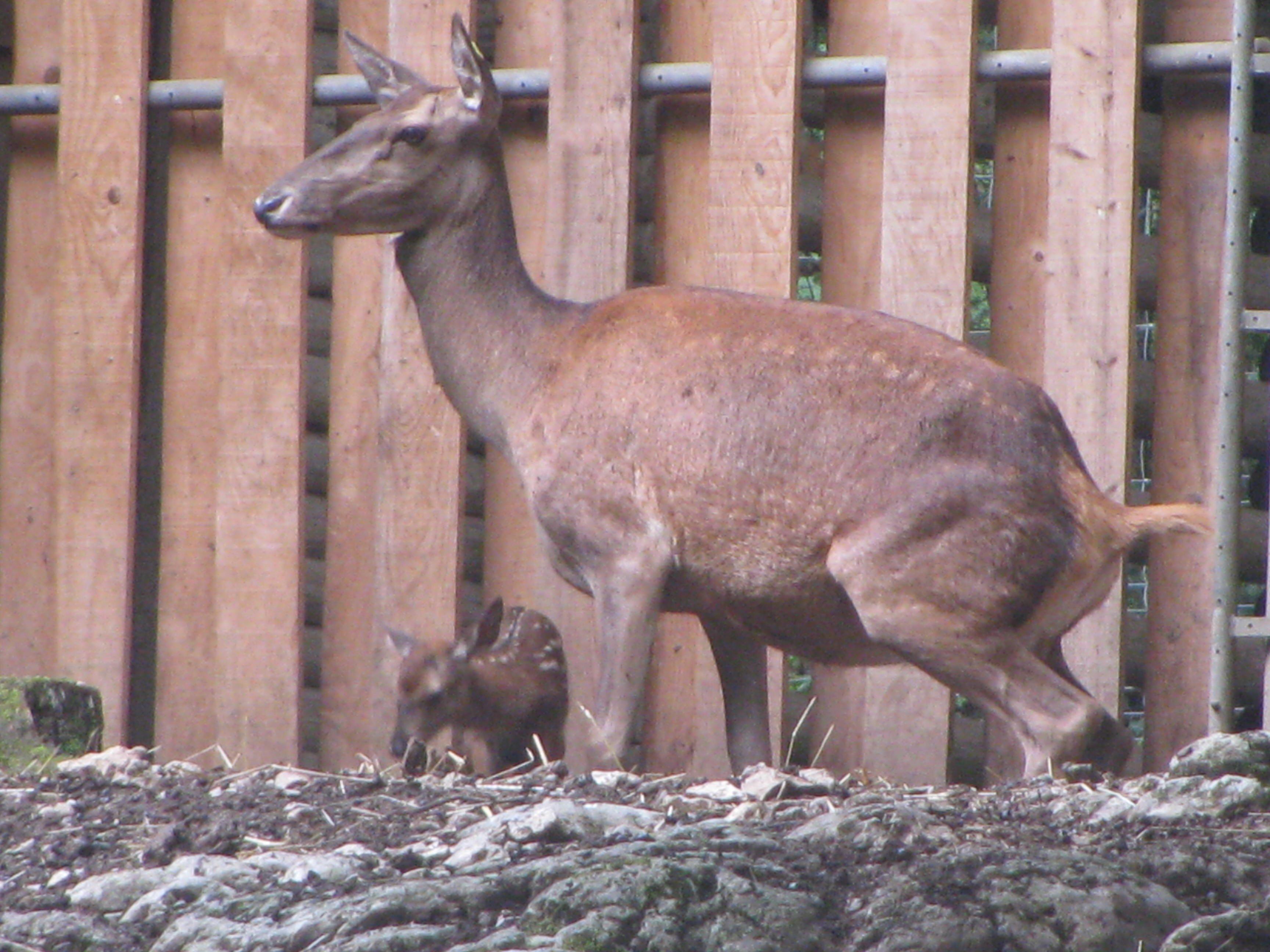 Parc zoologique Bienne