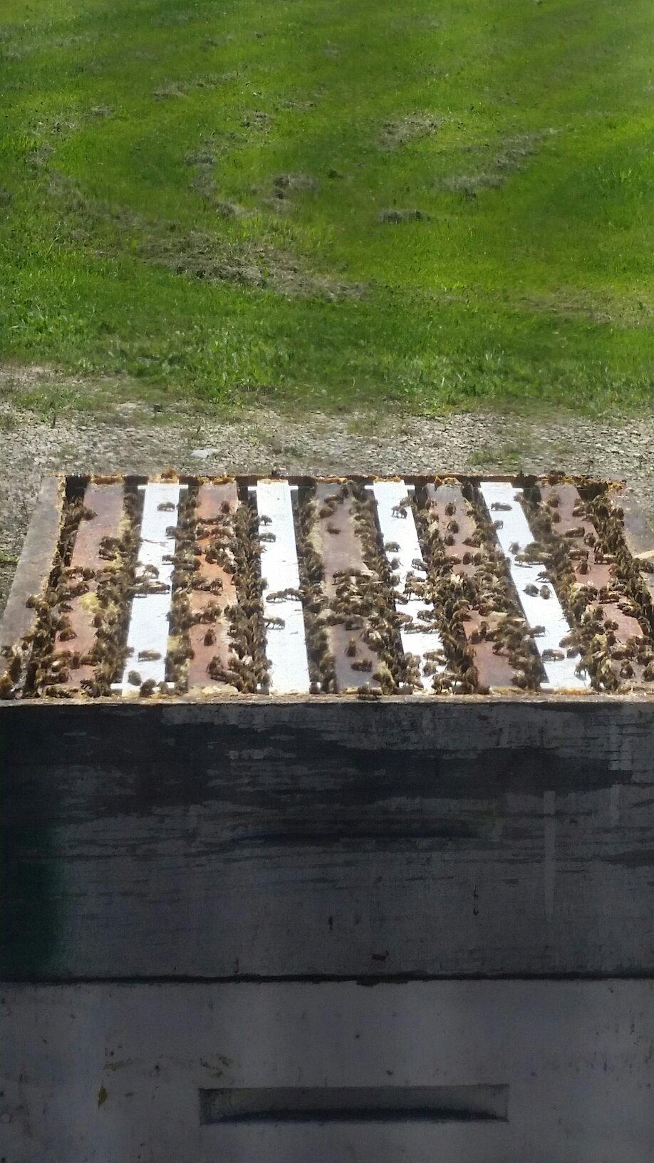 Oxford Honey and Suplies