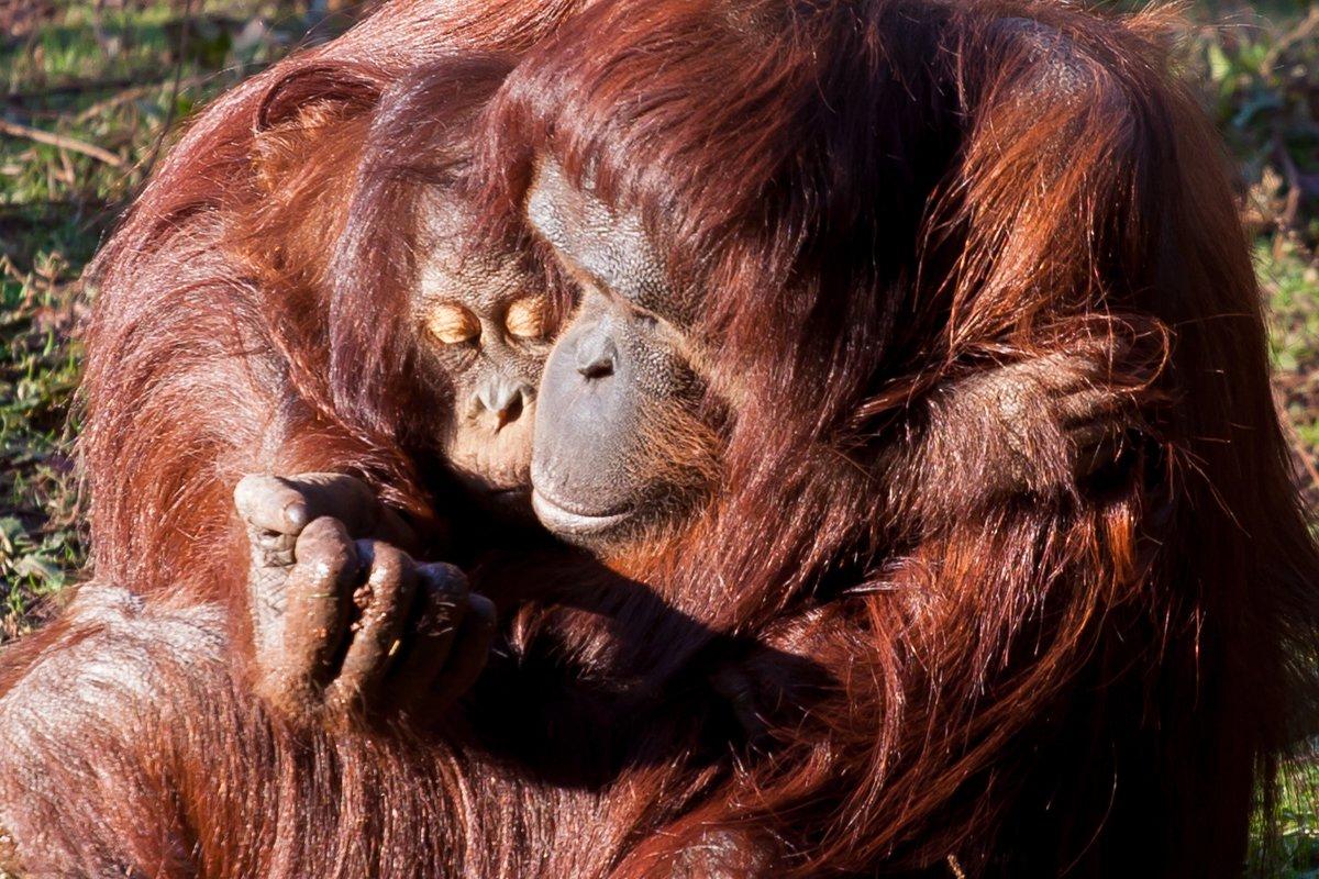 Paignton Zoo Environmental Park