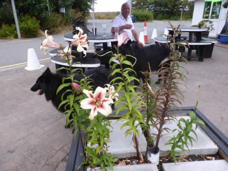 Lighthouse Pub & Diner