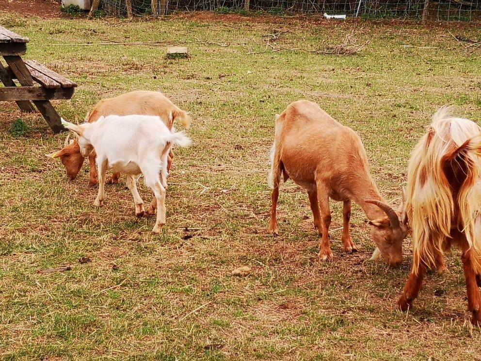 The Butts Farm Rare Breeds, Farm Shop and Tea Room