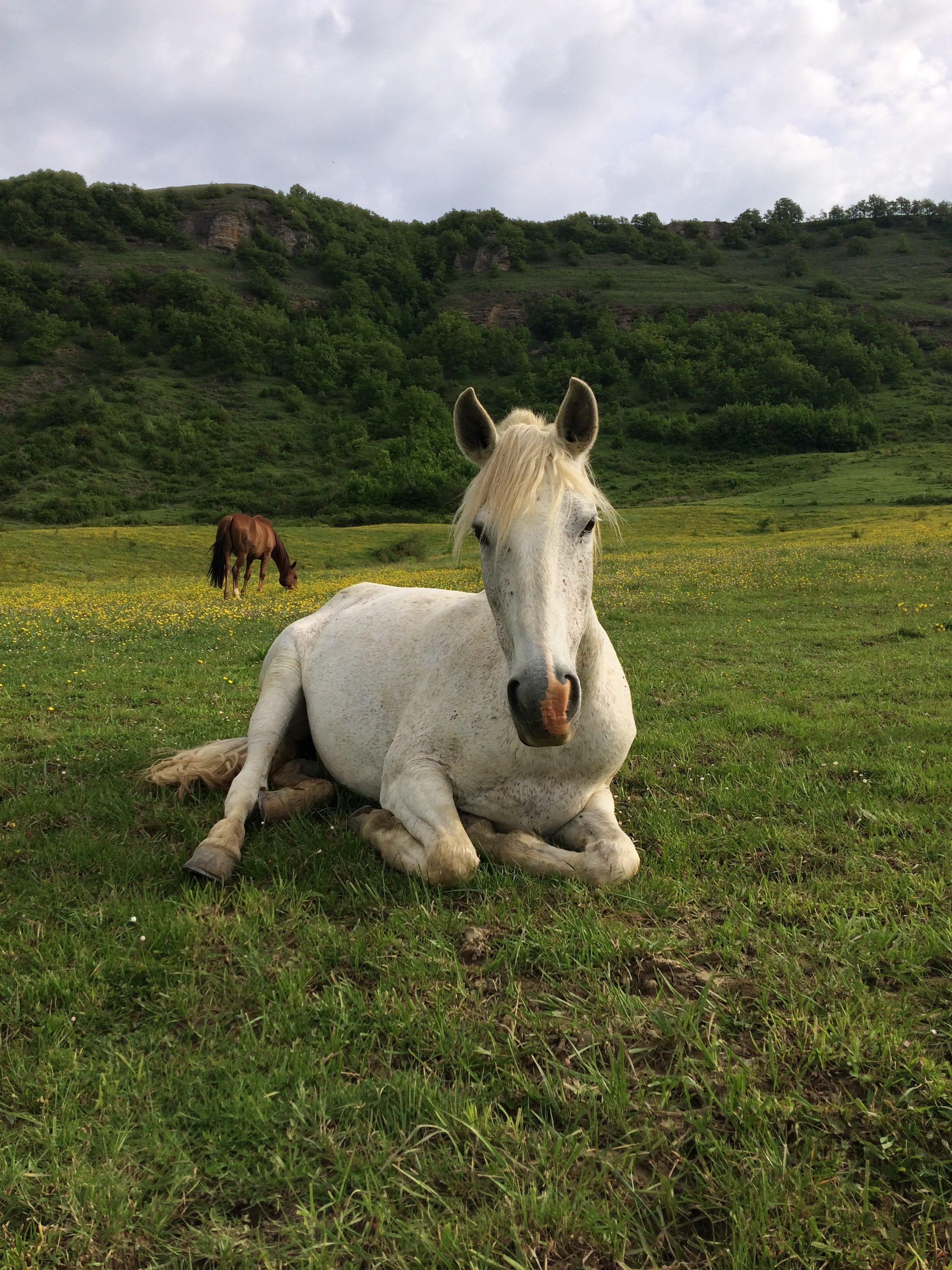 Les Chevaux du Rajal - Day Classes