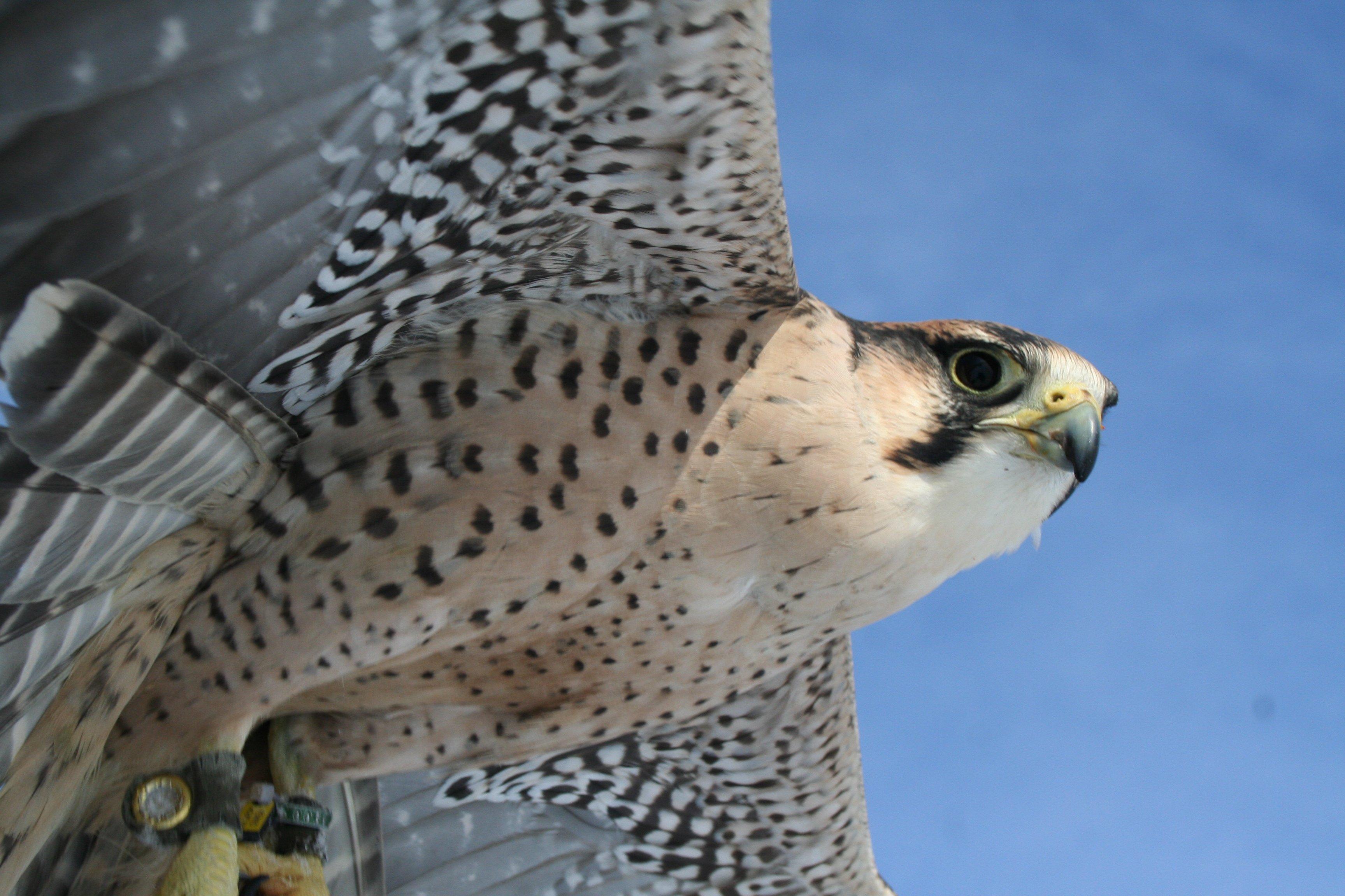 Raptor Hill Falconry