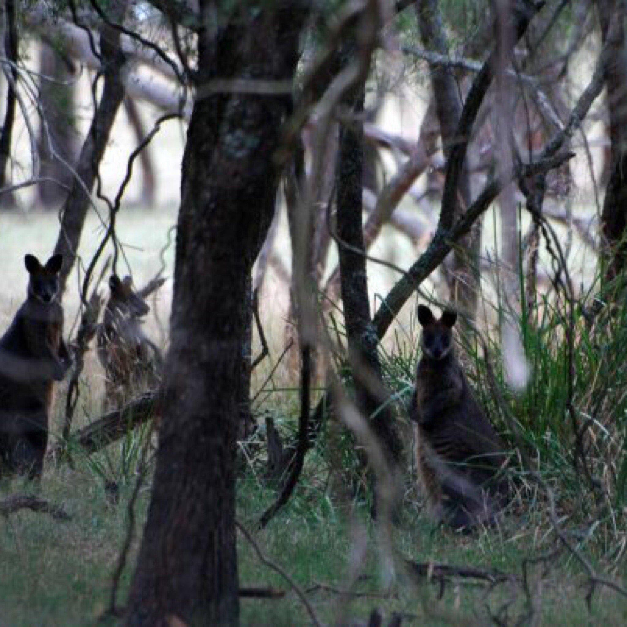 F Oswin Robert Koala Reserve