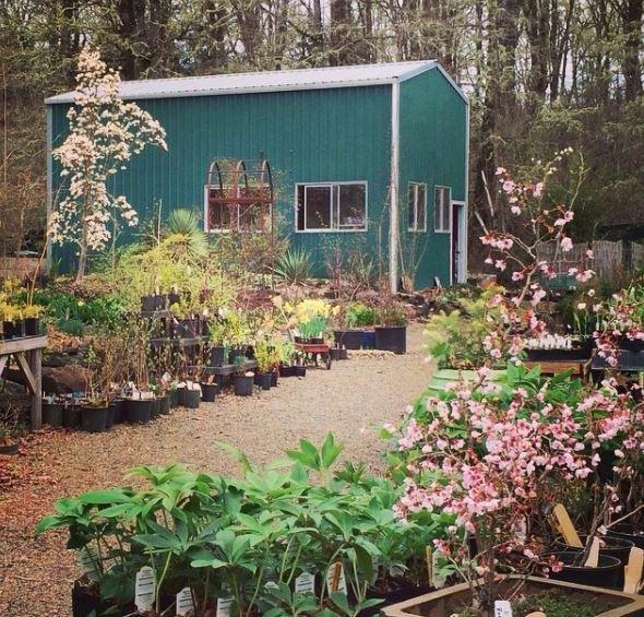 Dancing Oaks Nursery and Gardens