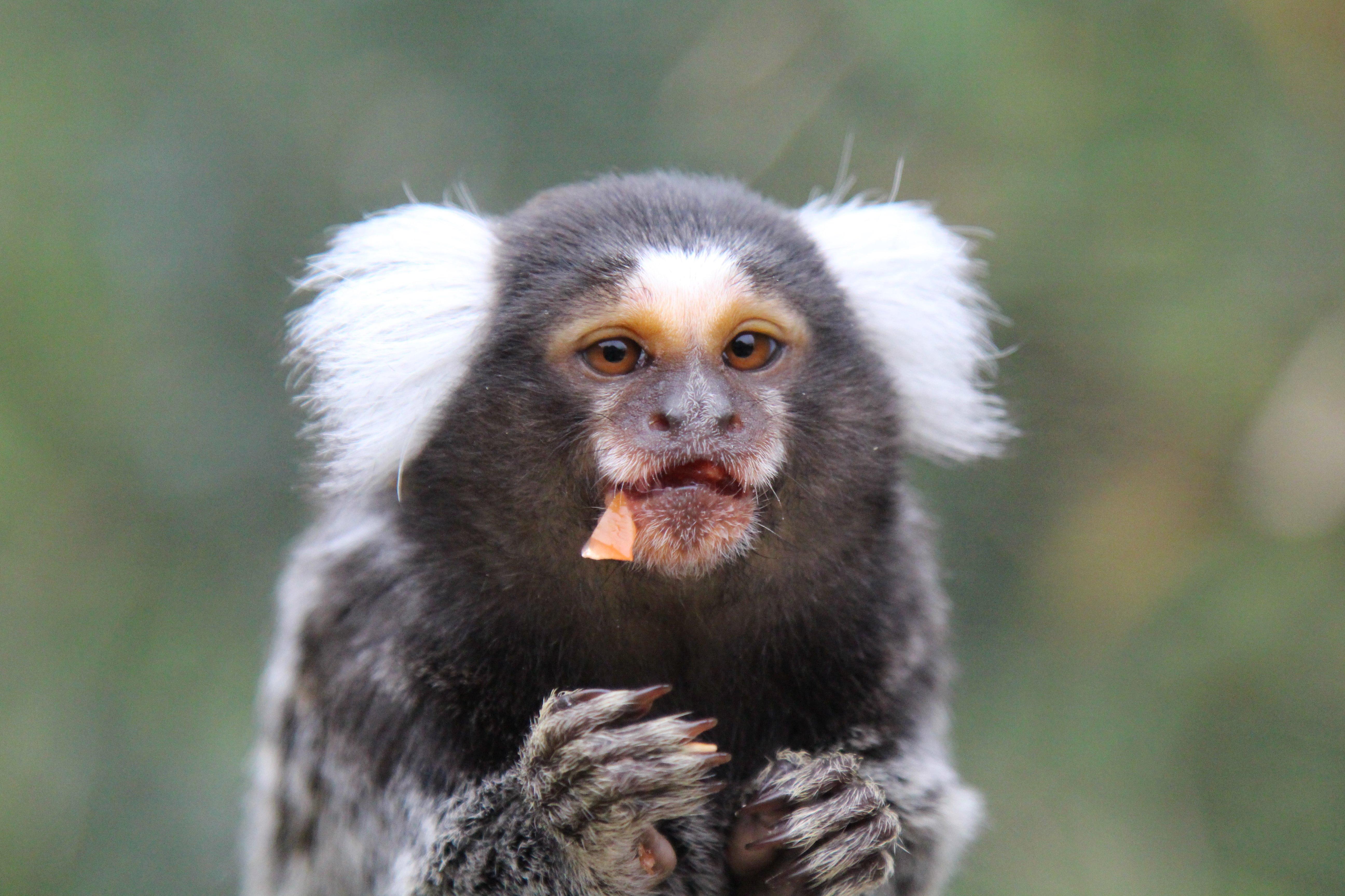 Askham Bryan Wildlife & Conservation Park