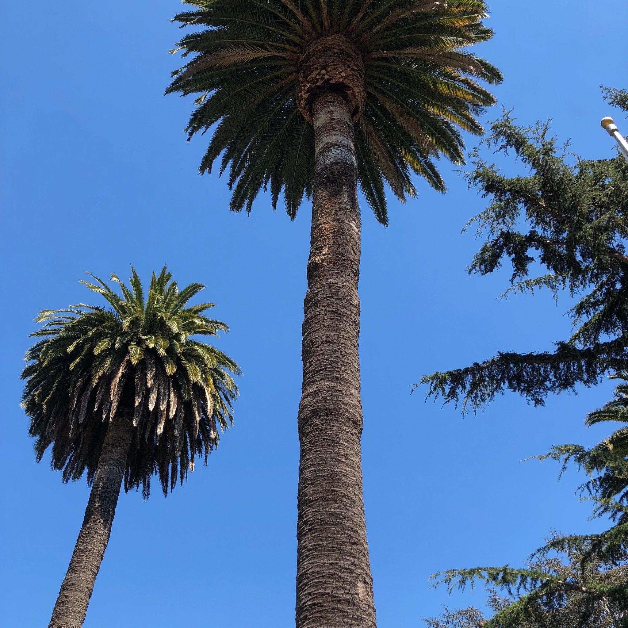 Viña del Mar Park