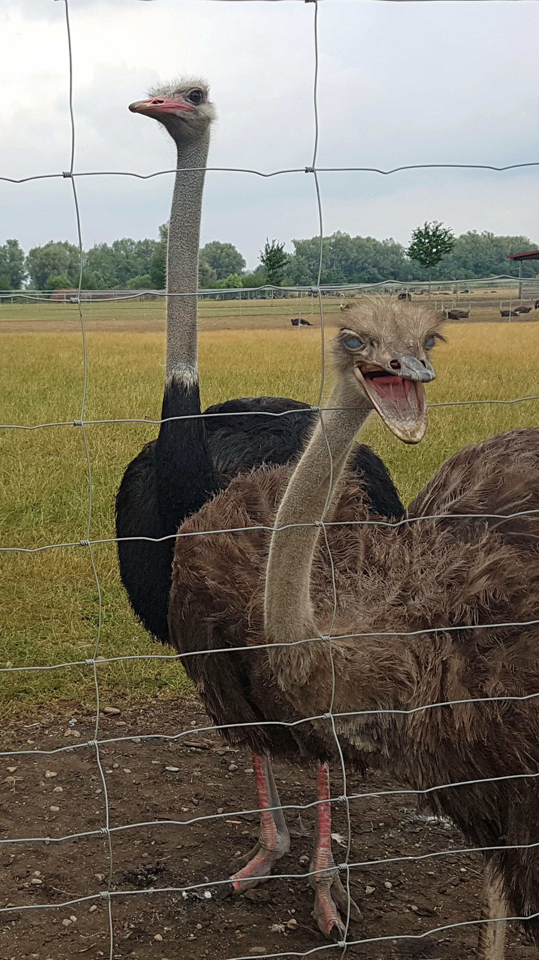 Straußenfarm Donaumoos