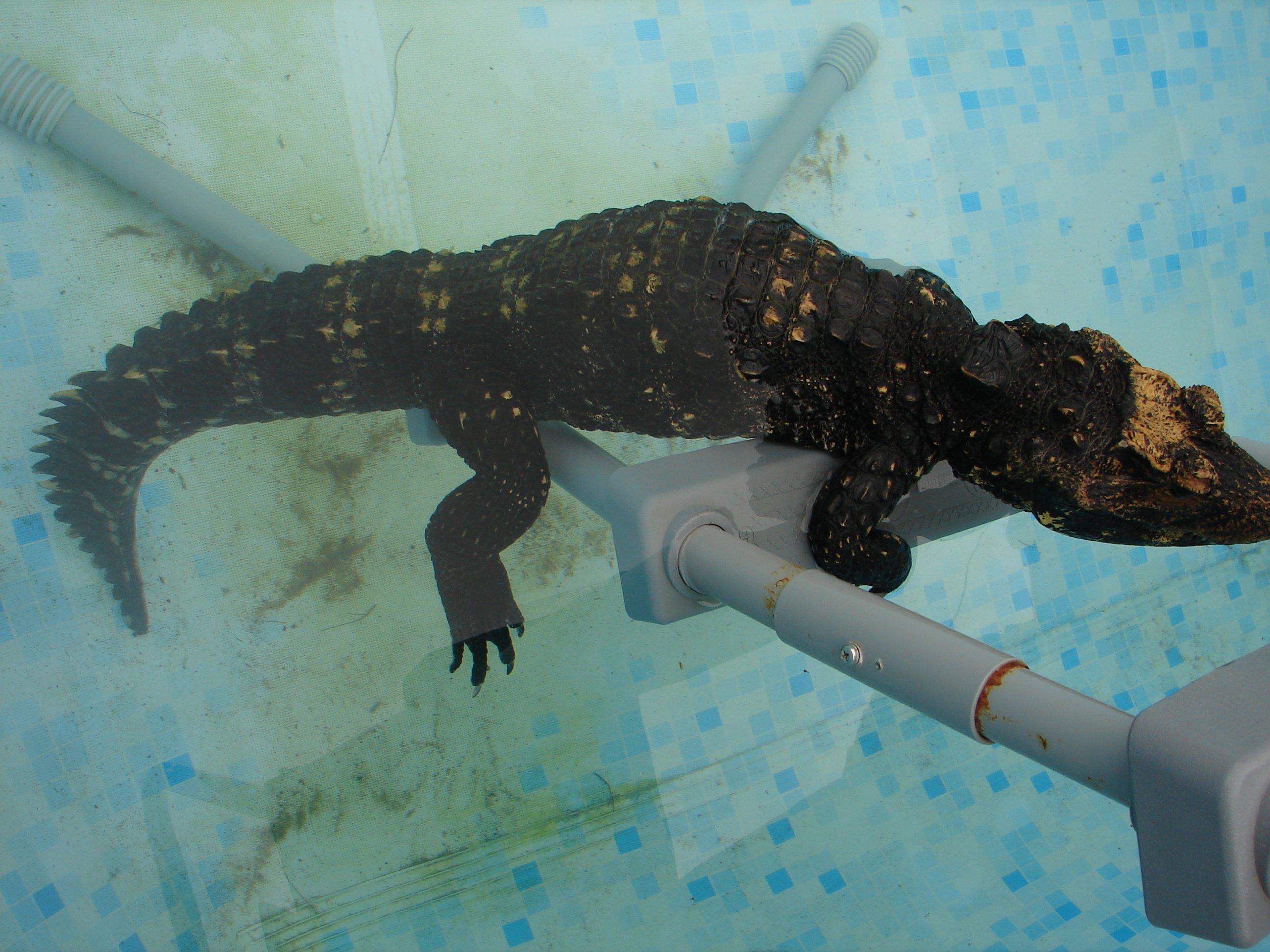 Photo by jumbojo2017