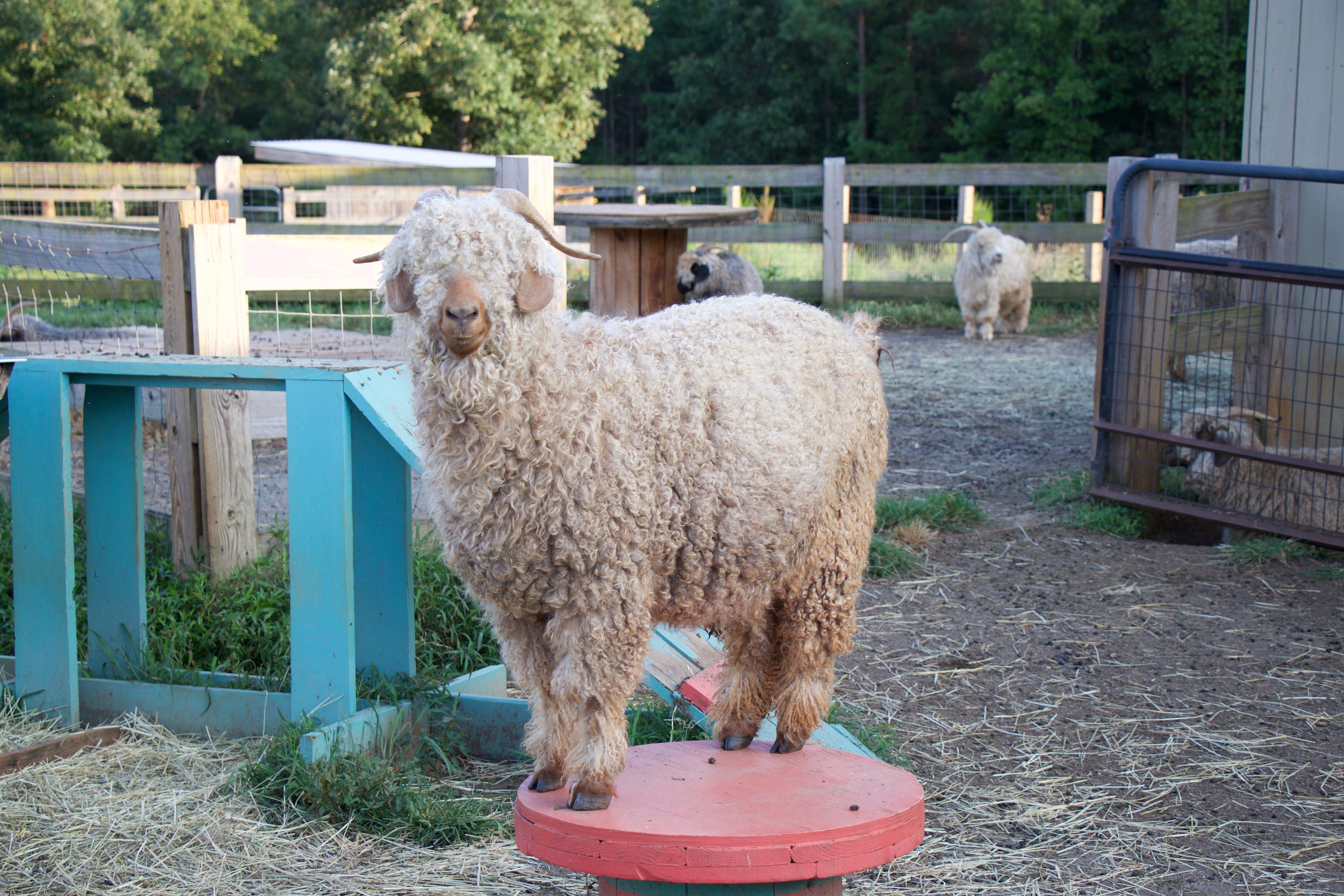The General store At Cherry Mountain Farm