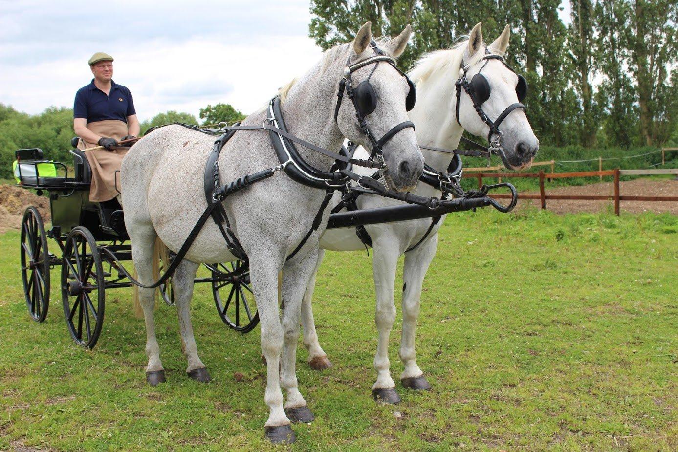 D K Carriage Horses