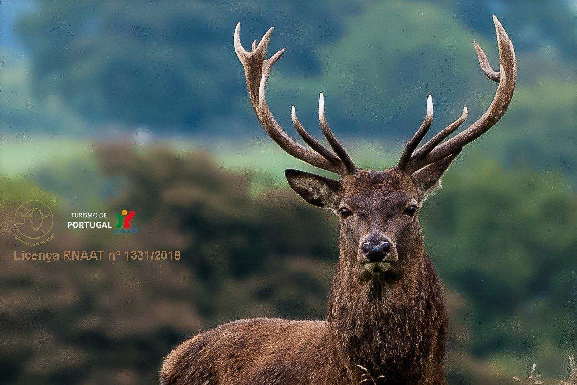 Veado Verde / Green Deer