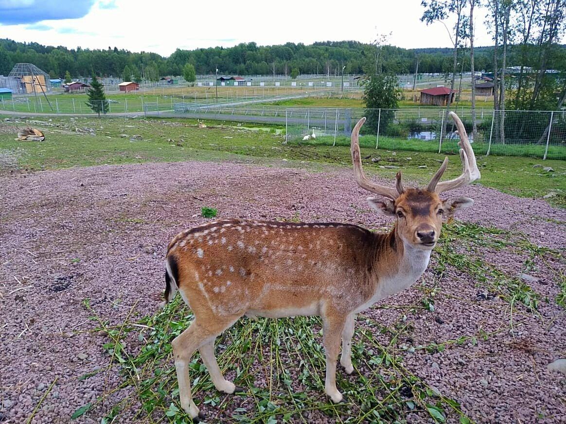 Karelian Zoo