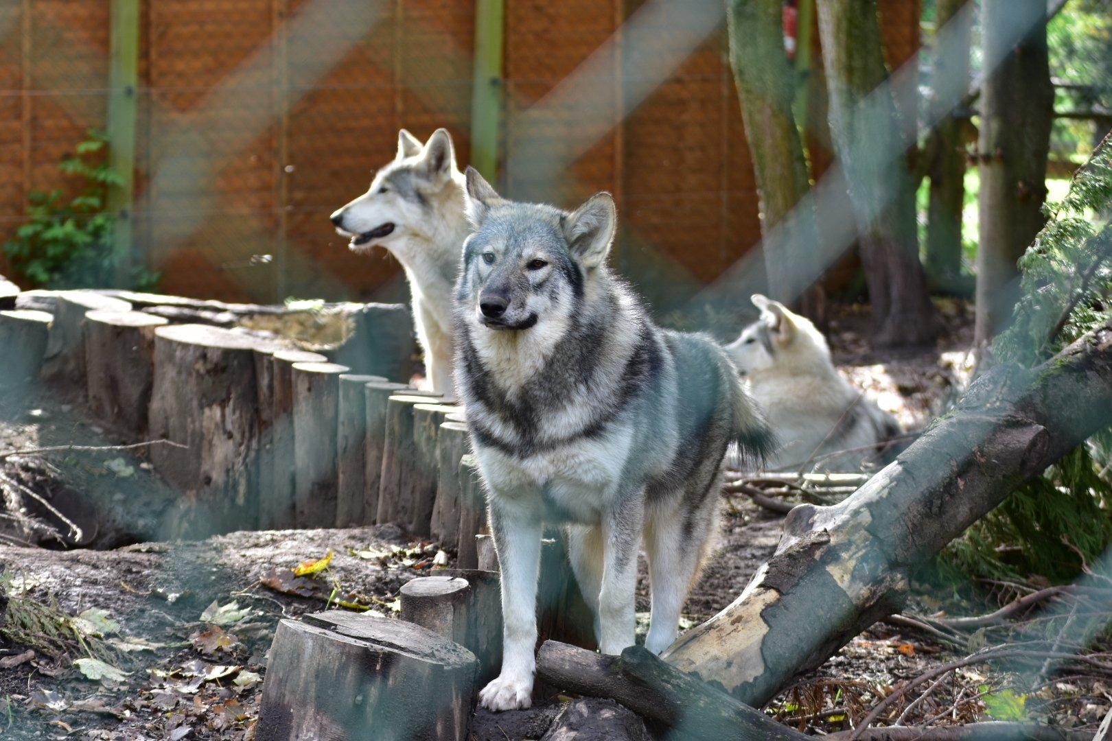 Greenacres Animal Park