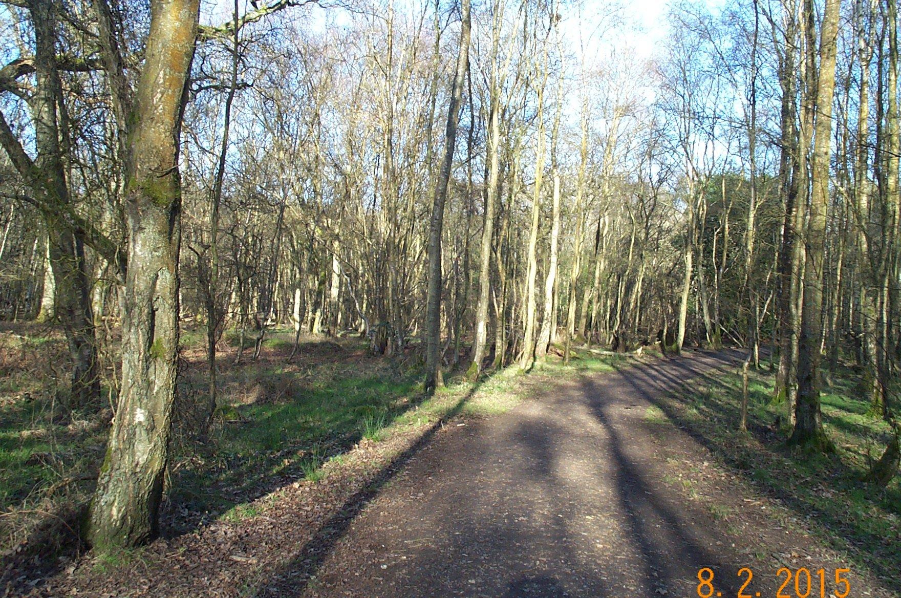 Southwood Woodland