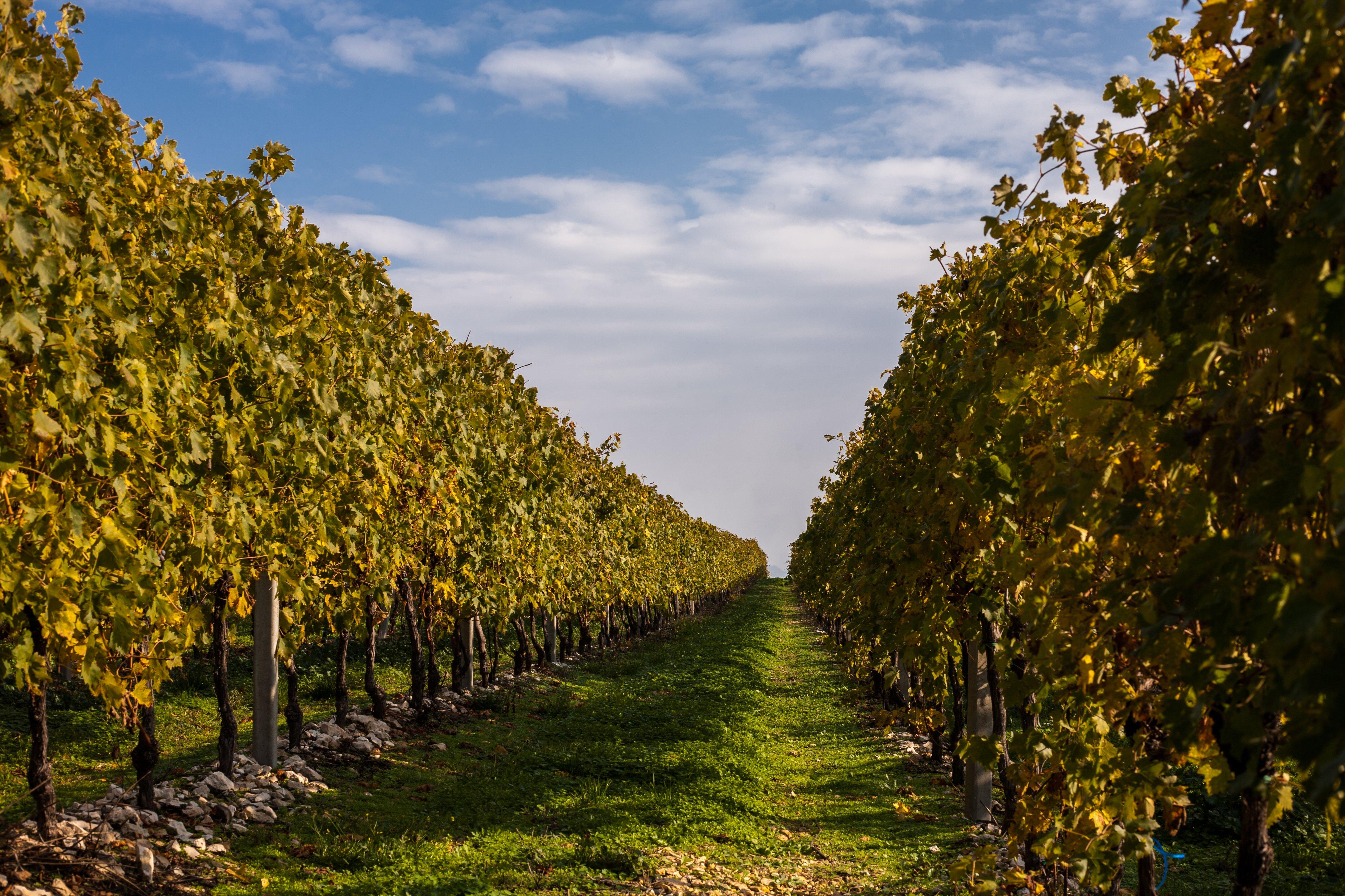 Le Guaite Di Noemi Winery