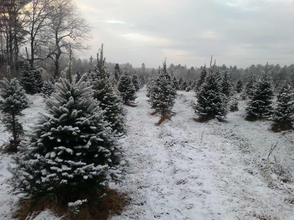 Smokey Hollow Farm