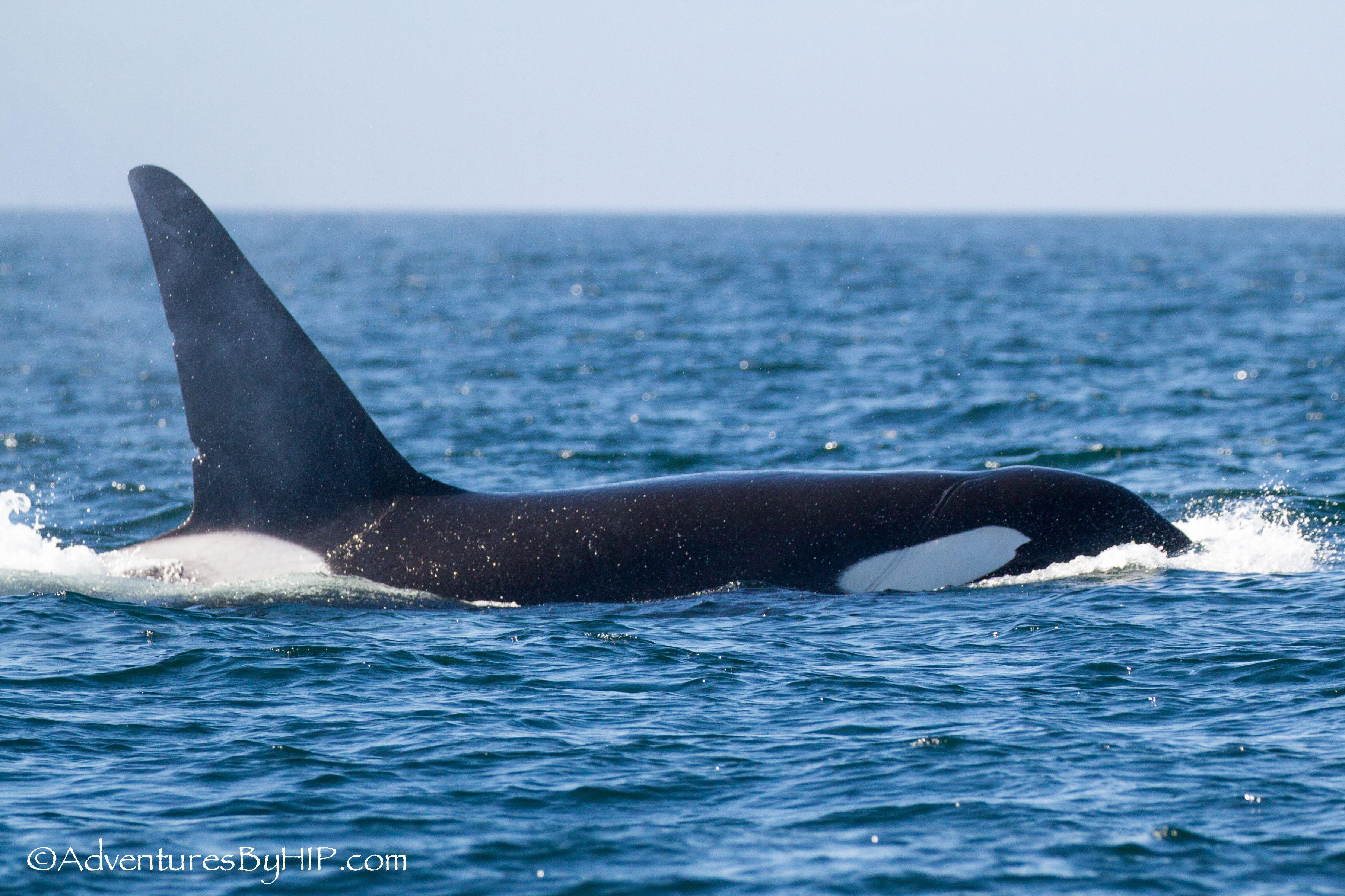 Adventures By H.I.P.