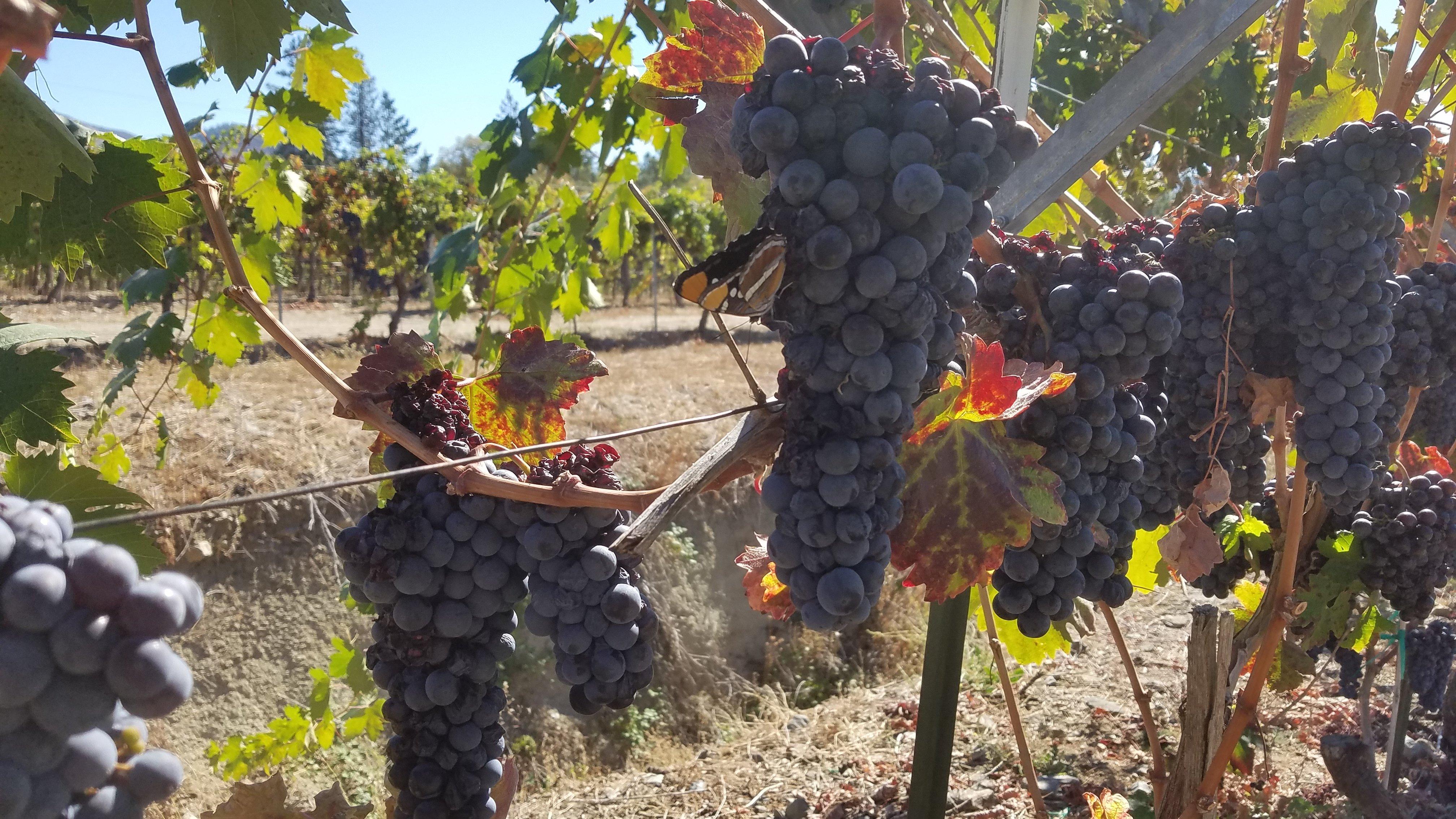 Rosella's Vineyard & Winery