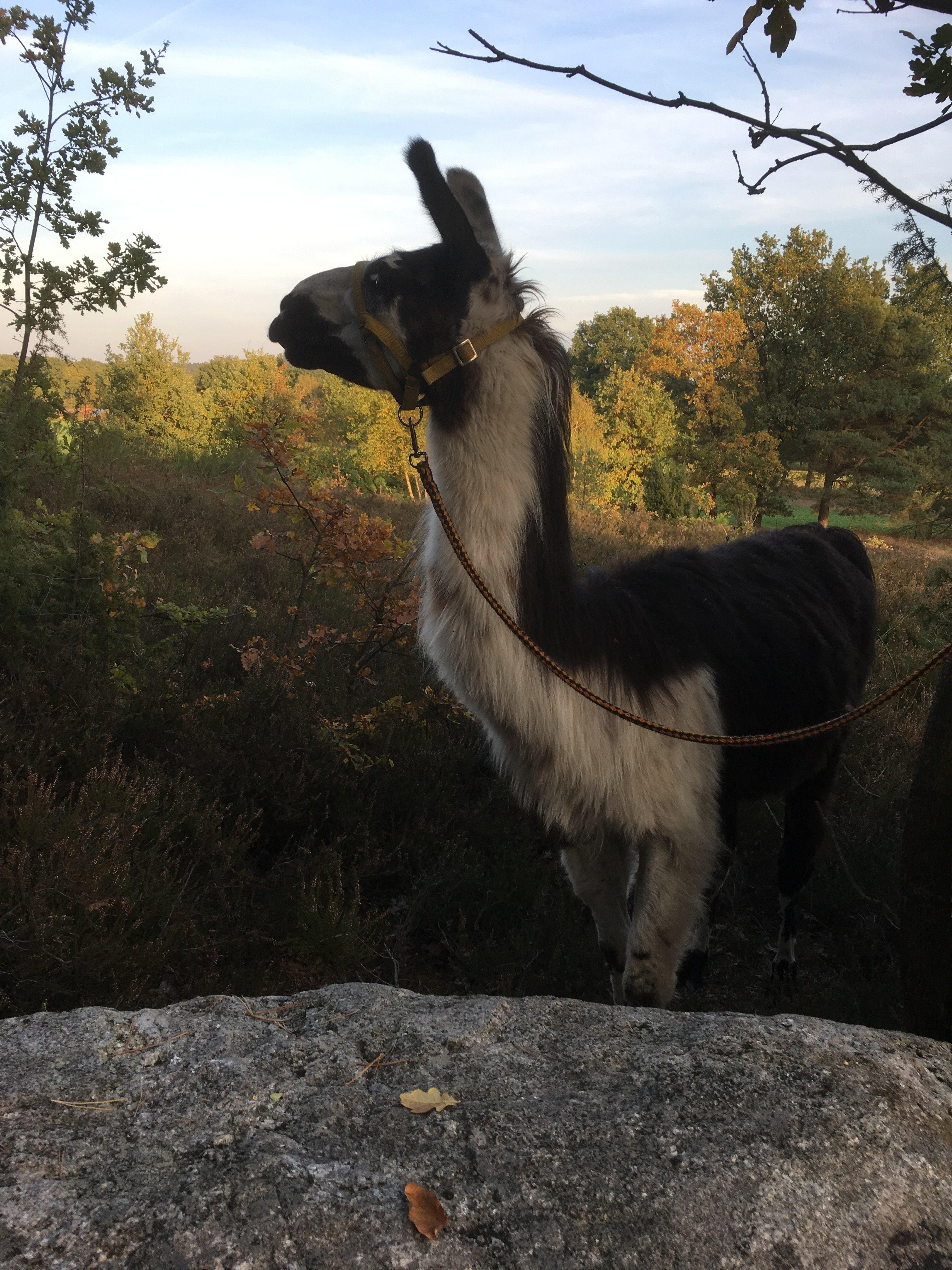 Heide-Lama-Trekking Day Tours