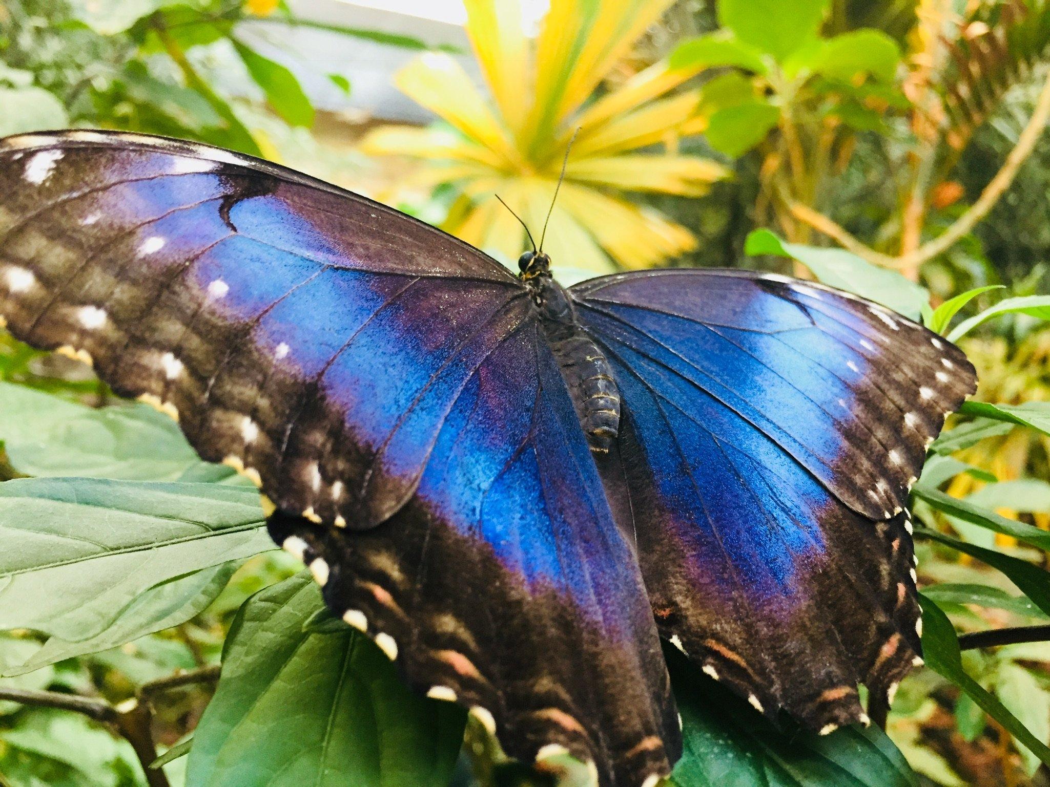 The Butterfly Palace