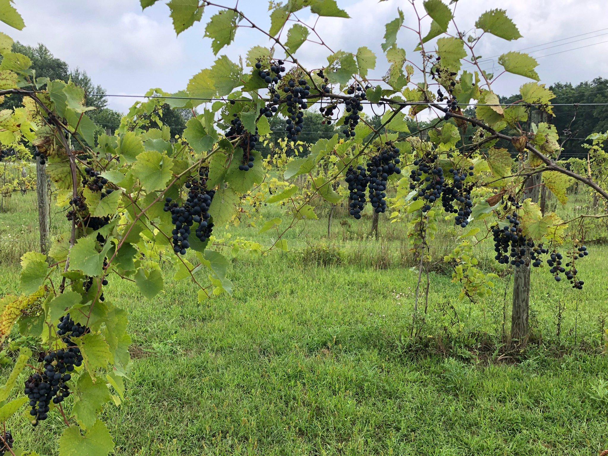 Seven Lakes Vineyard & Winery