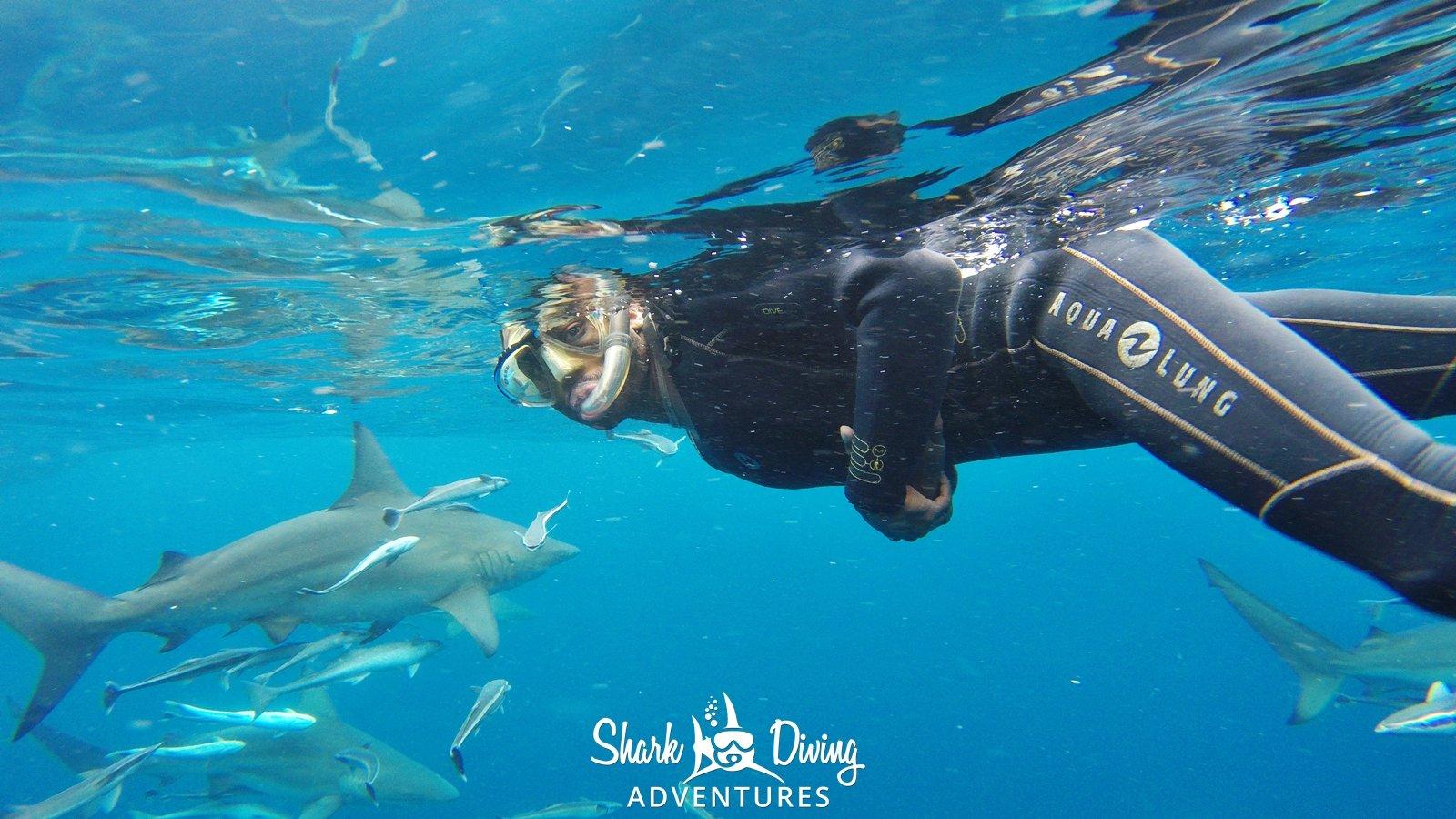 Shark Diving Adventures