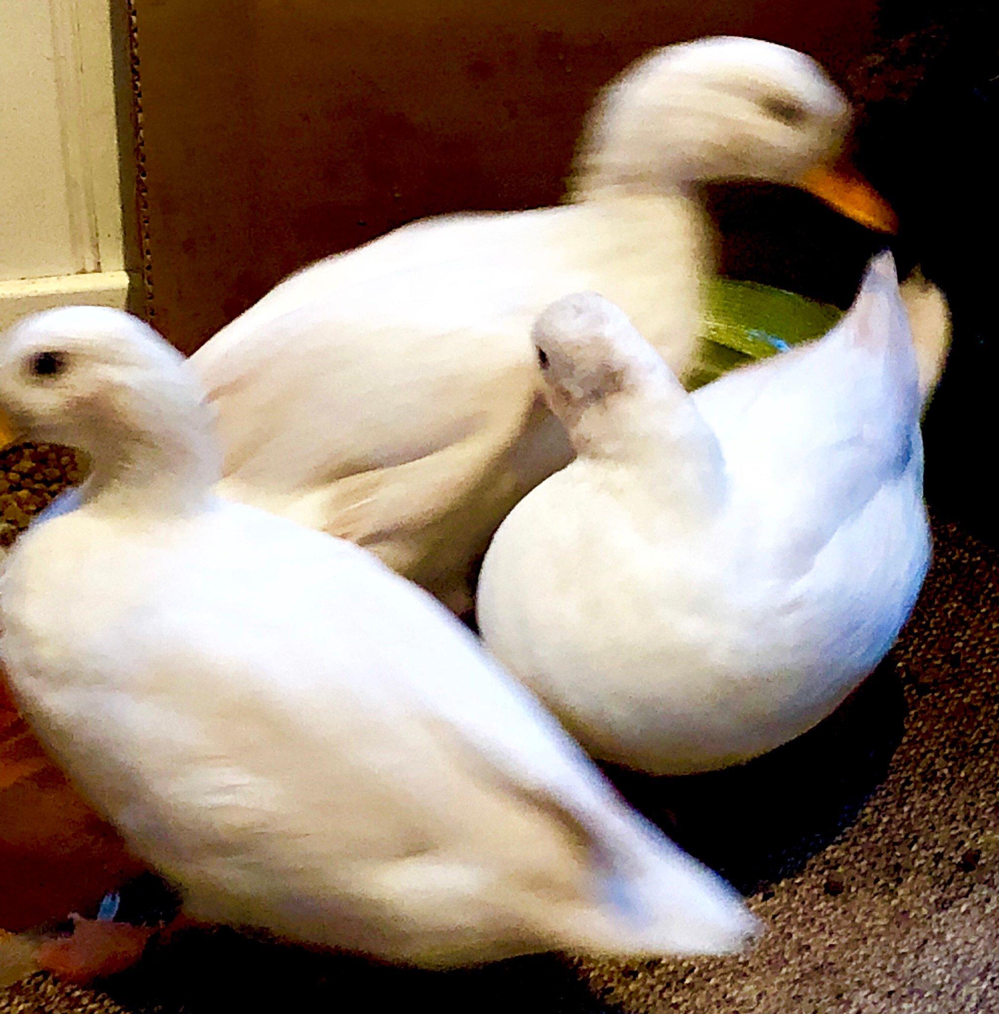 The Gobbett Rare Breeds Farm & Nursery