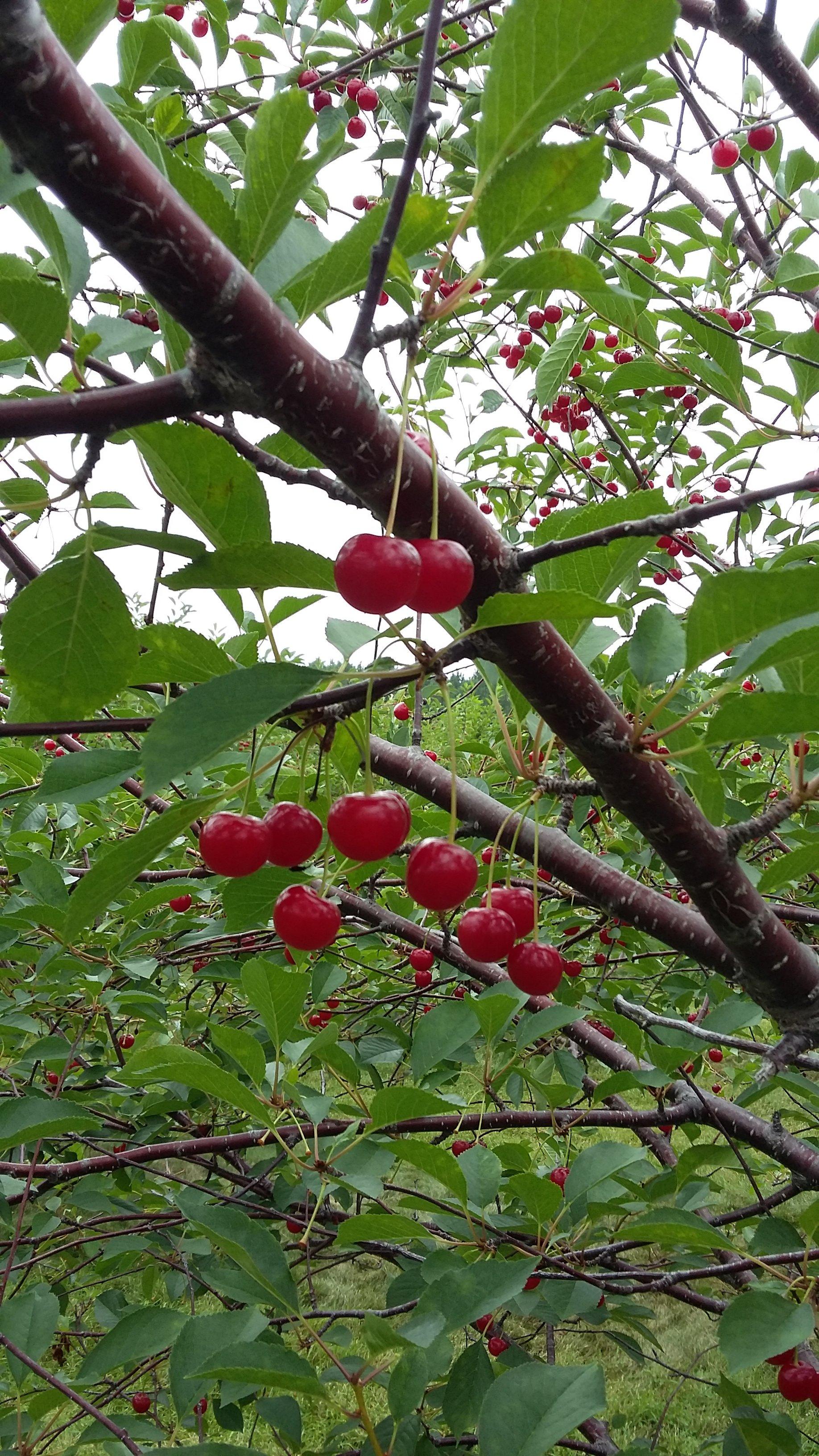 Cherry Lane Orchards