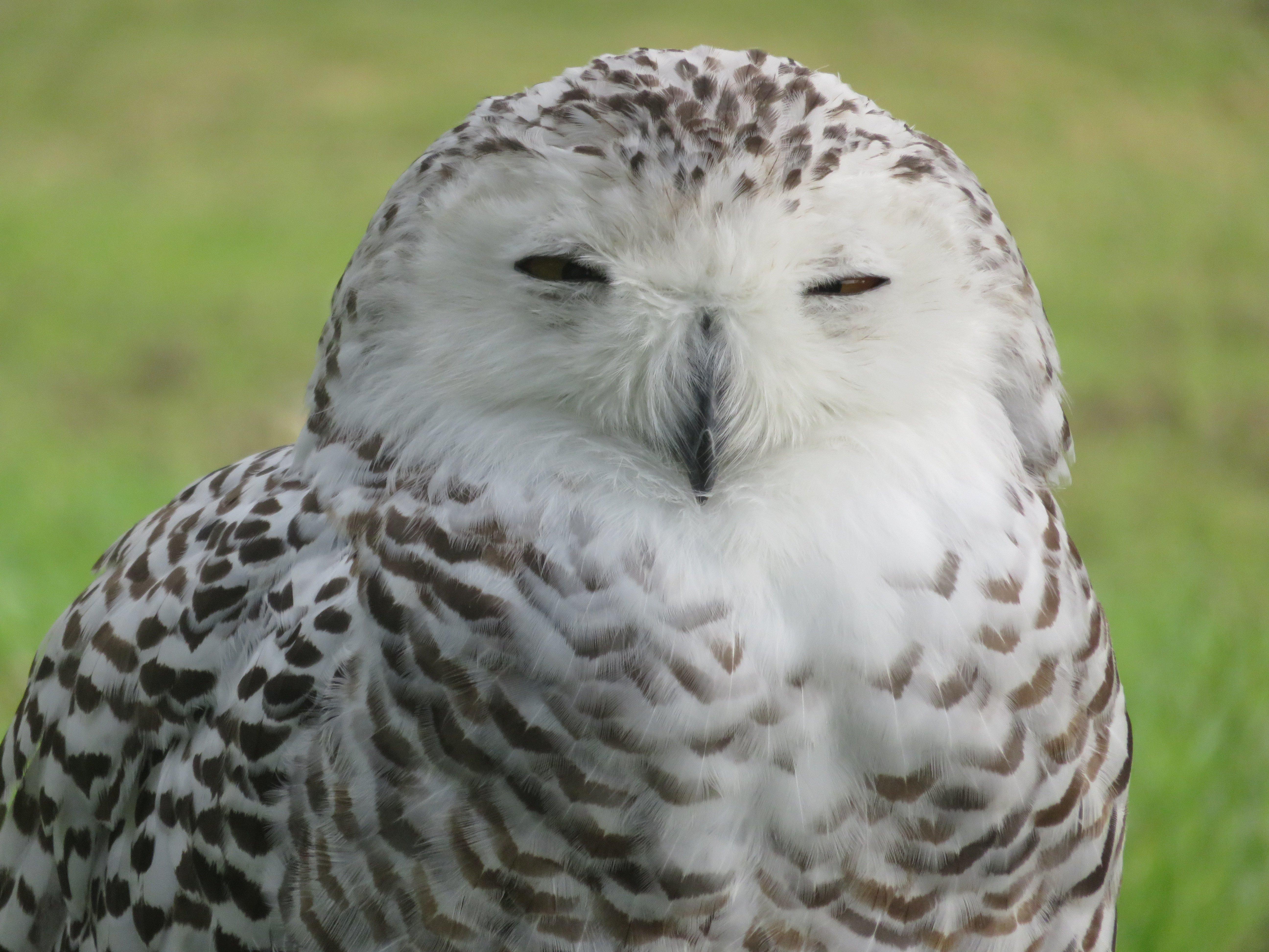 Muskoka Birds of Prey