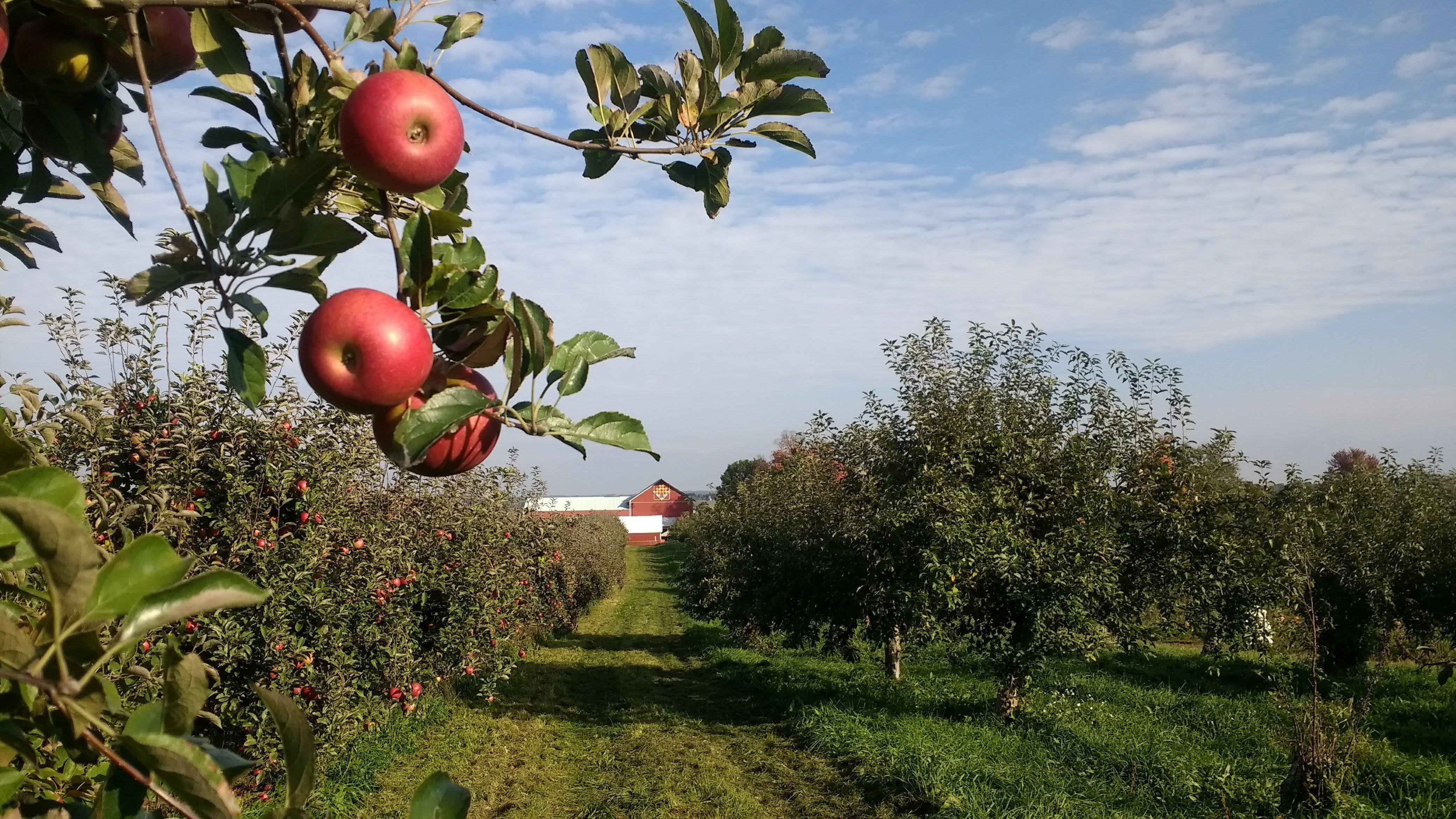 Apple Barn Orchard & Winery