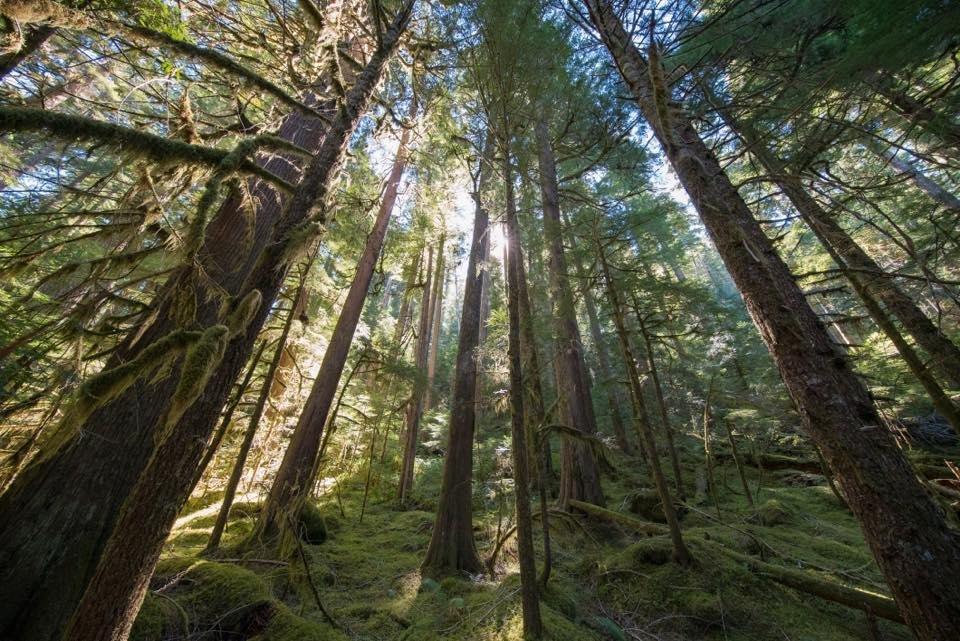 Expedition Old Growth