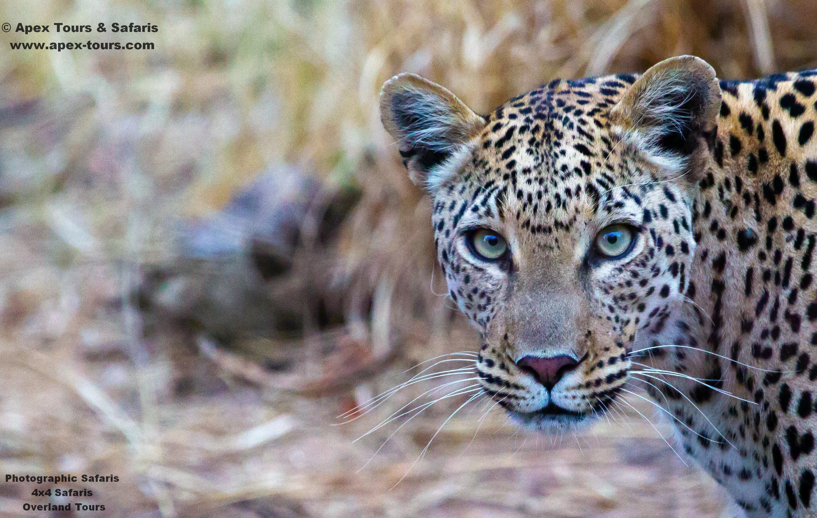 Apex Tours & Safaris